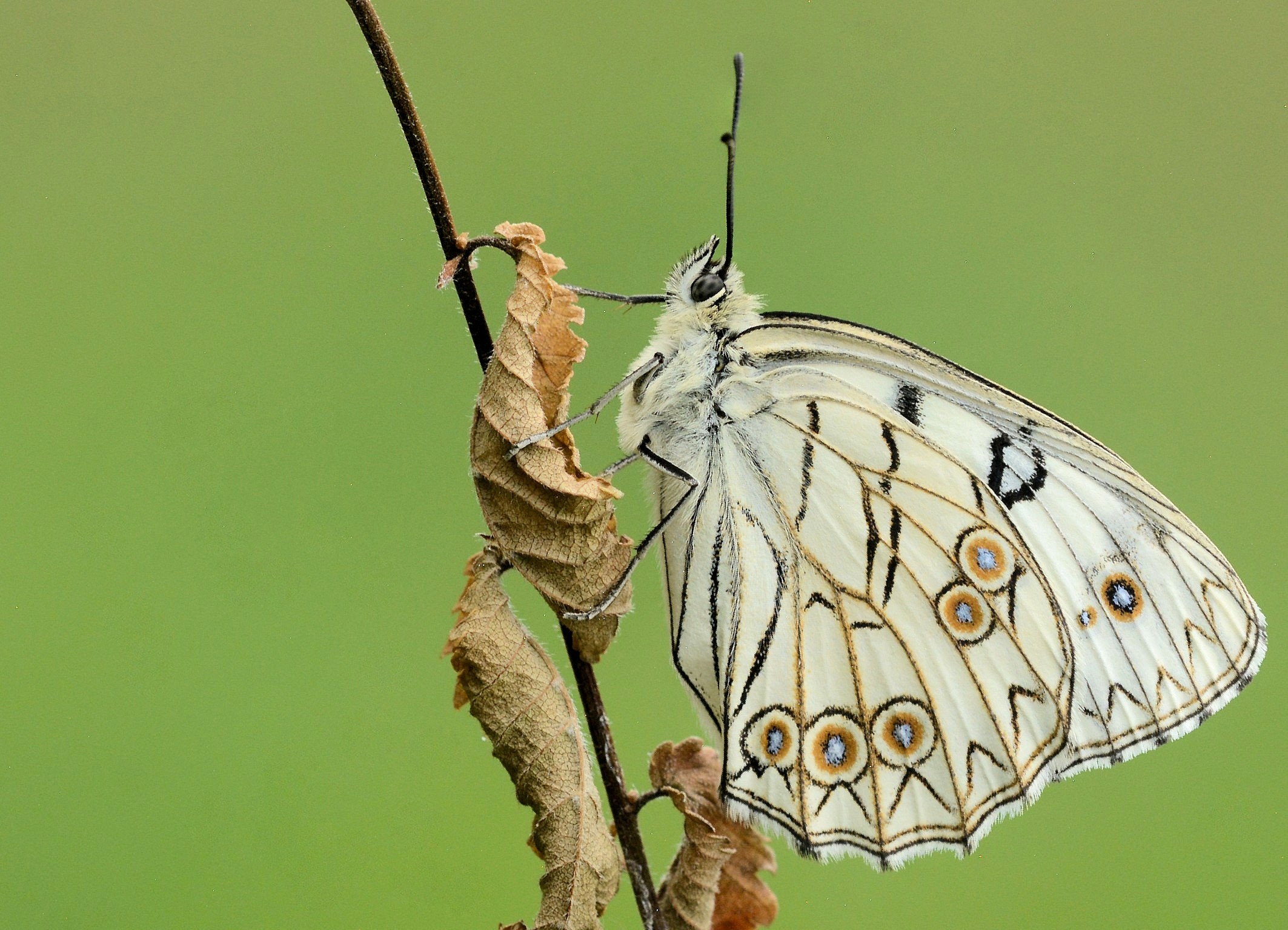 Melanargia arge