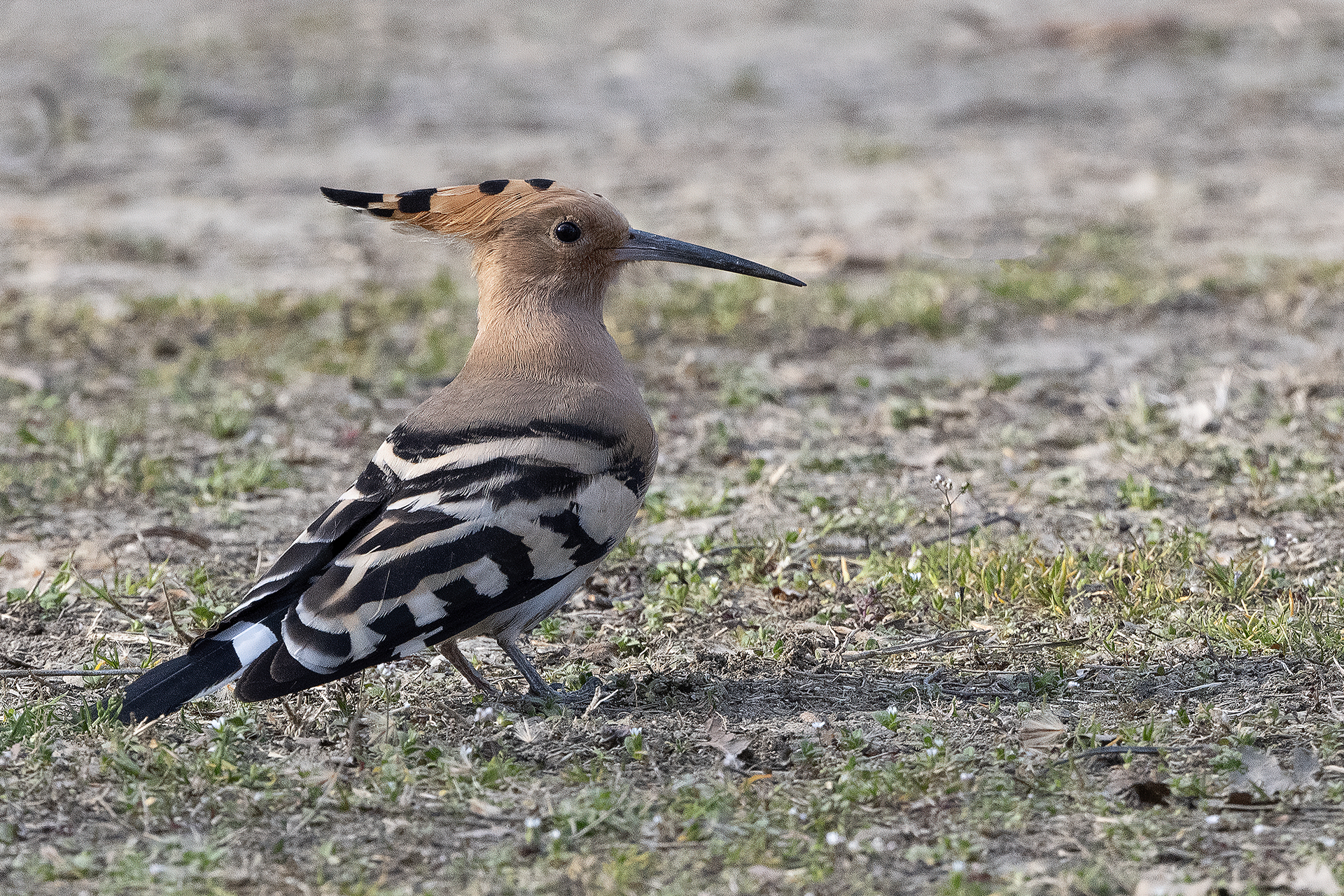 Hoopoe