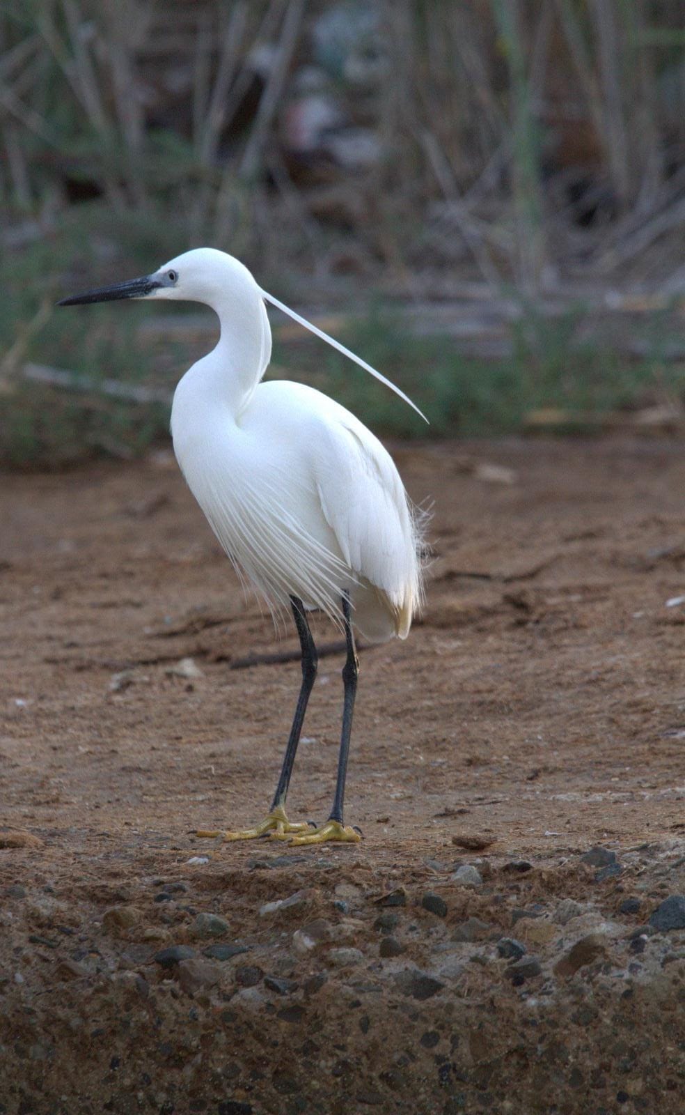Egret