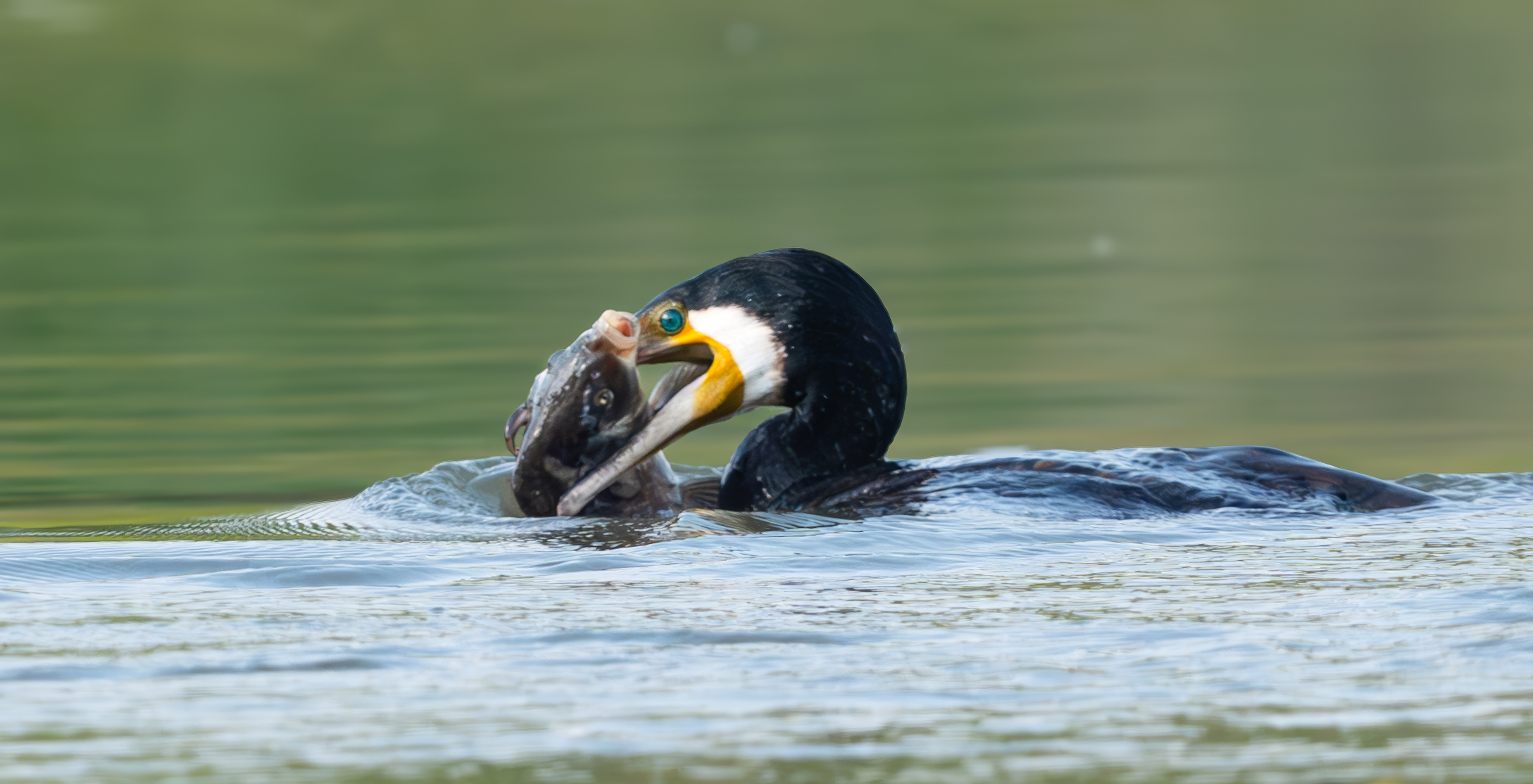 Cormorant predation