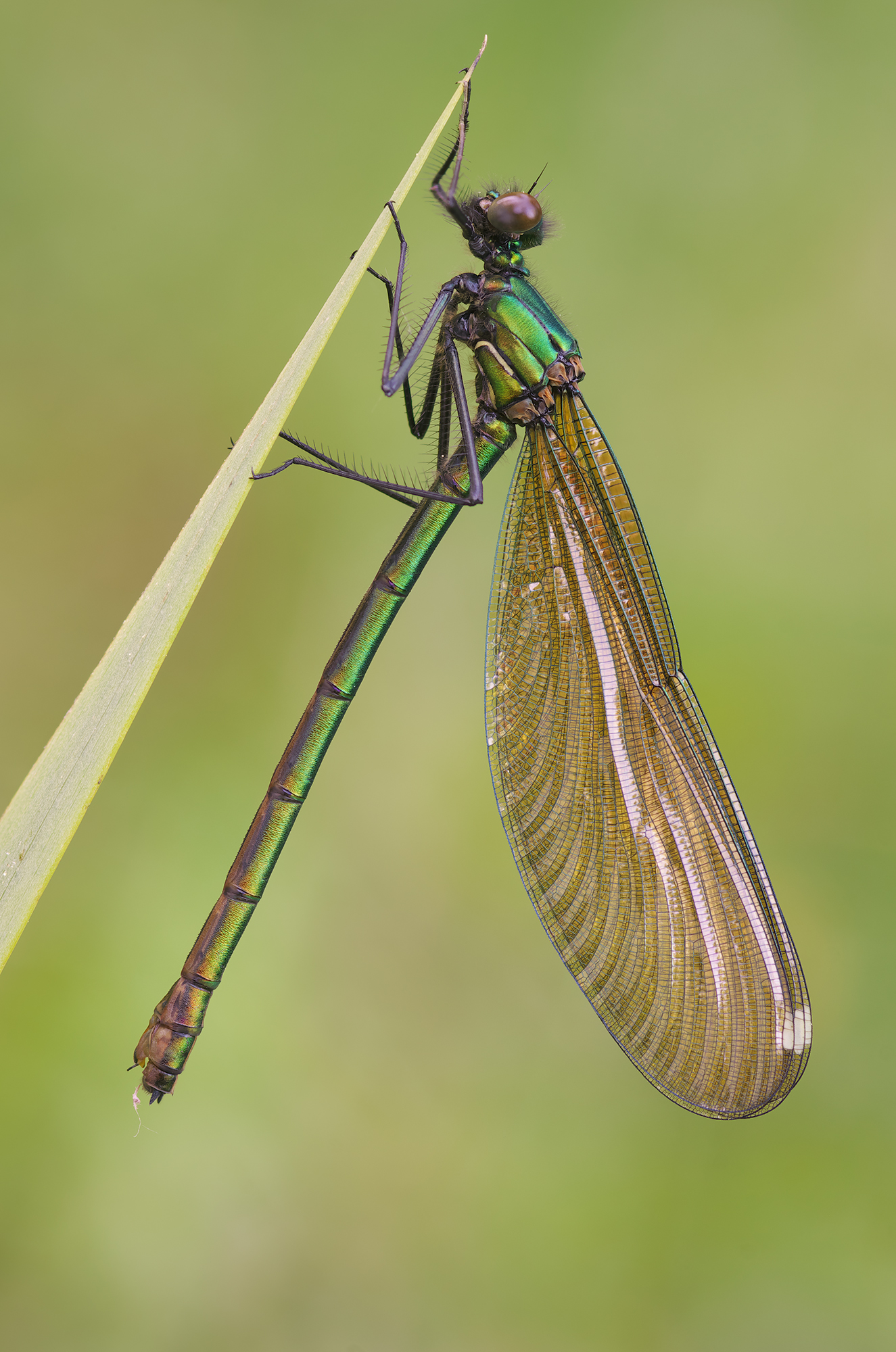 Calopteryx splendens
