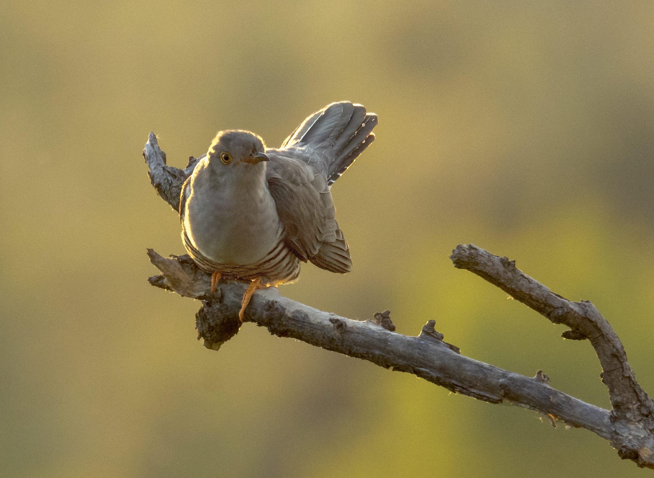 Quasi un ora a cantare