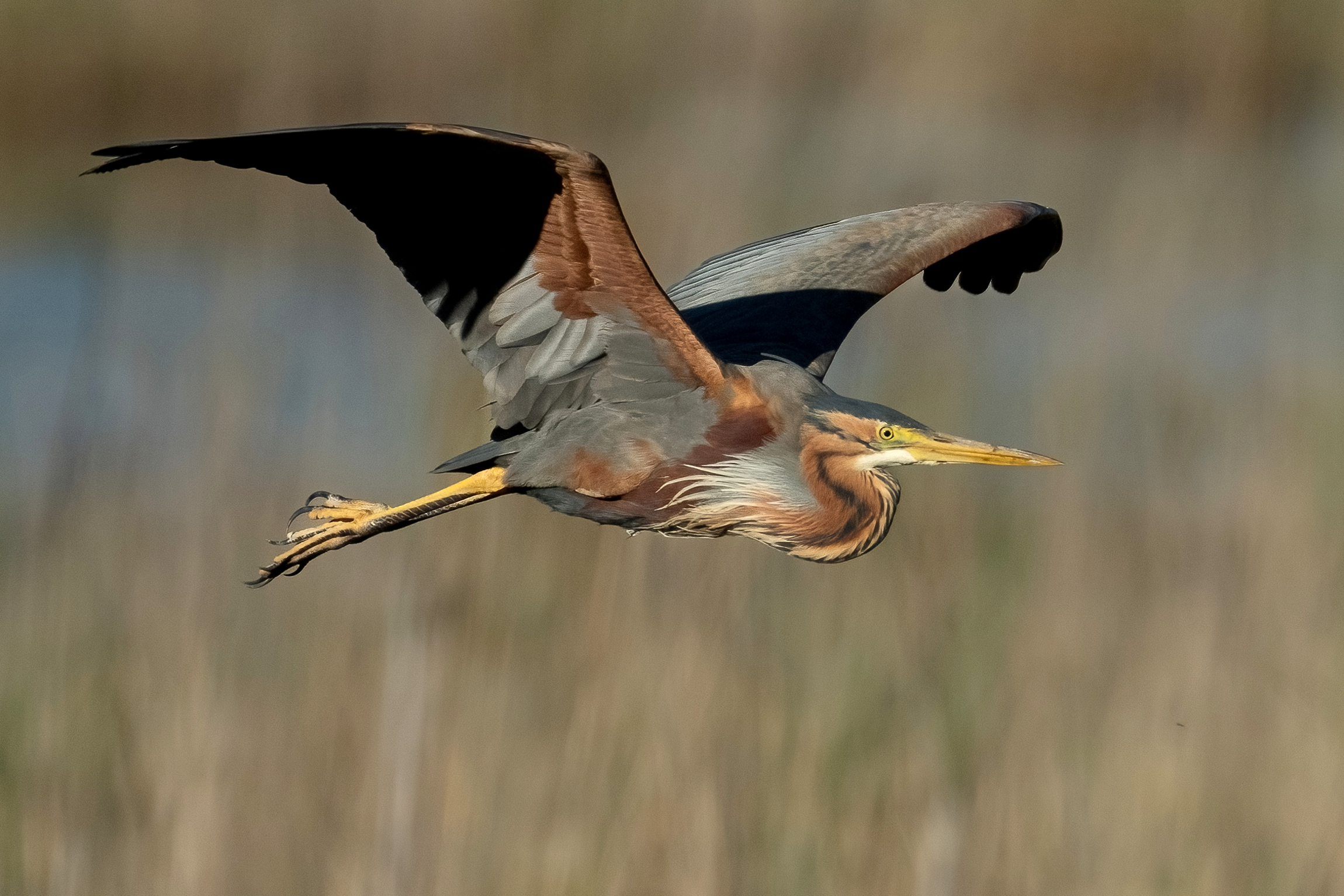 Purple Heron (Ardea purpurea)