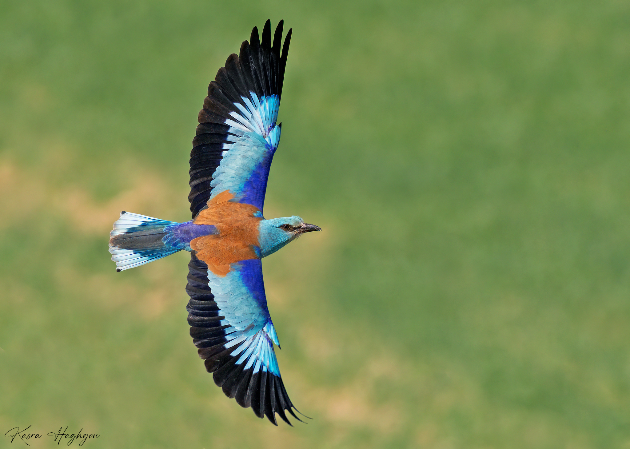 European roller
