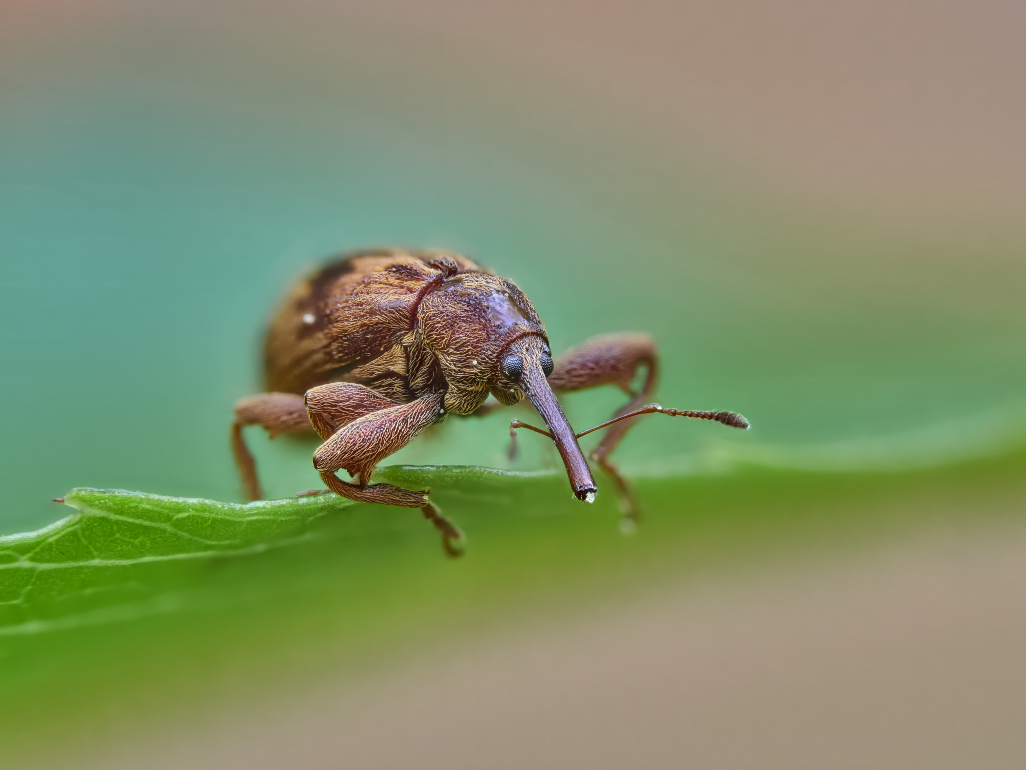 Anthonomus rectirostris