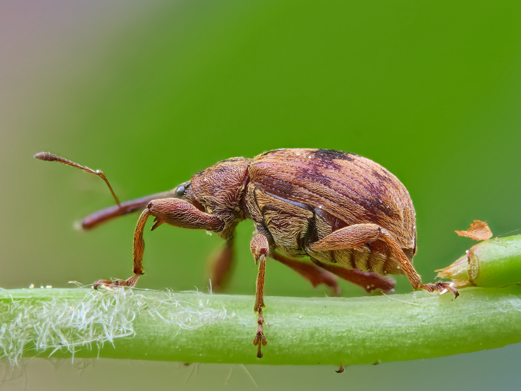 Anthonomus rectirostris