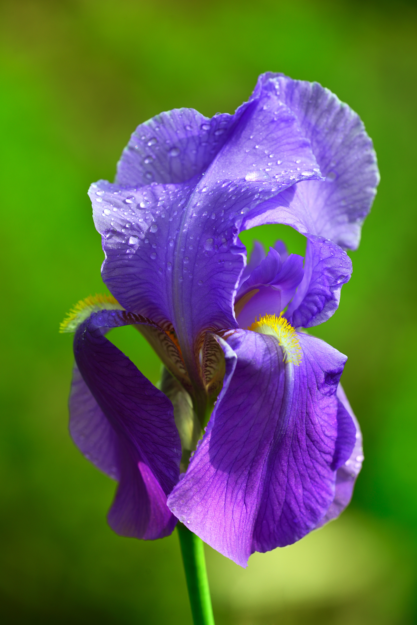 Iris