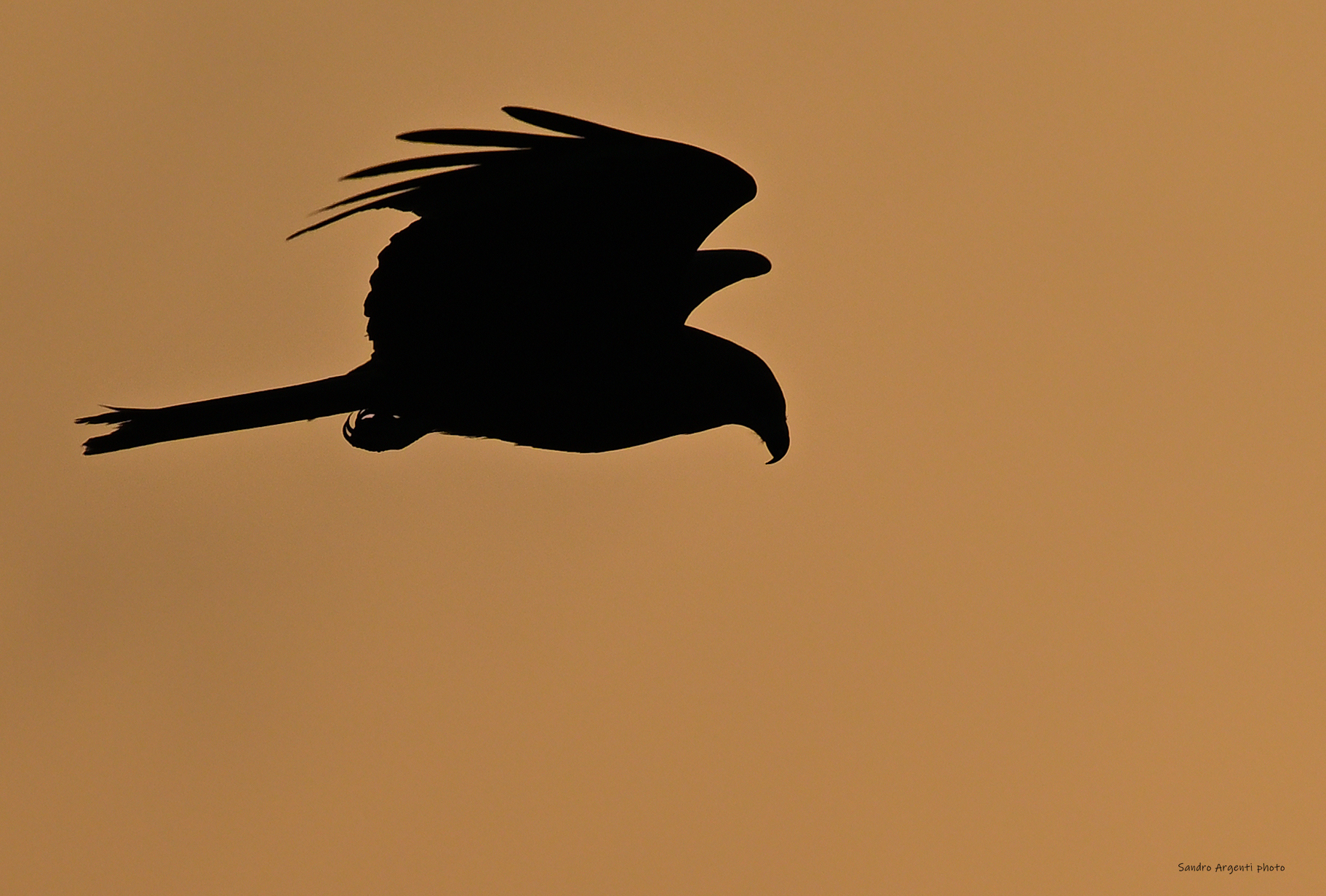 Nibbio bruno (Milvus migrans) al tramonto.