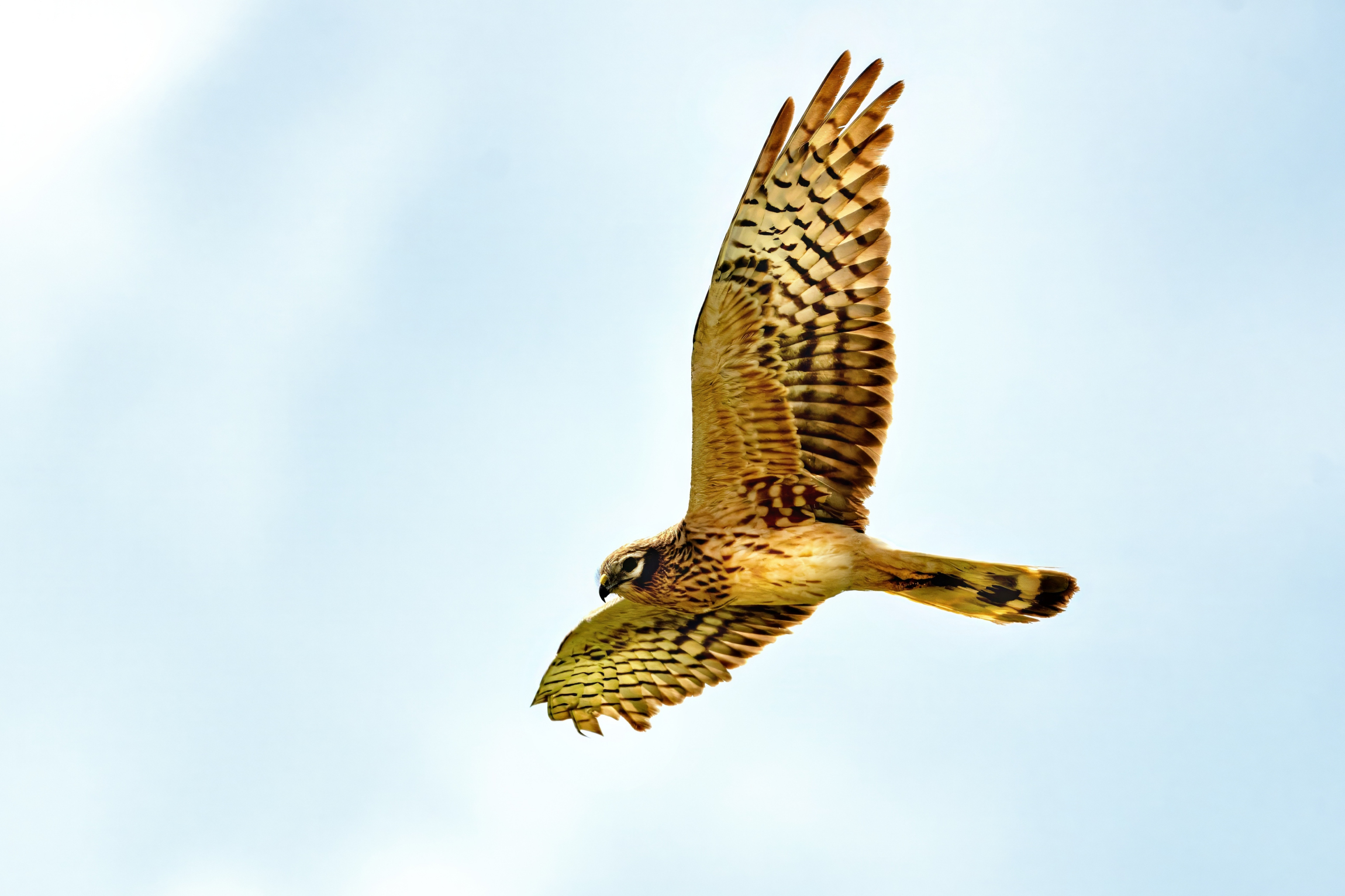 Hen harrier (Circus pygargus) - female