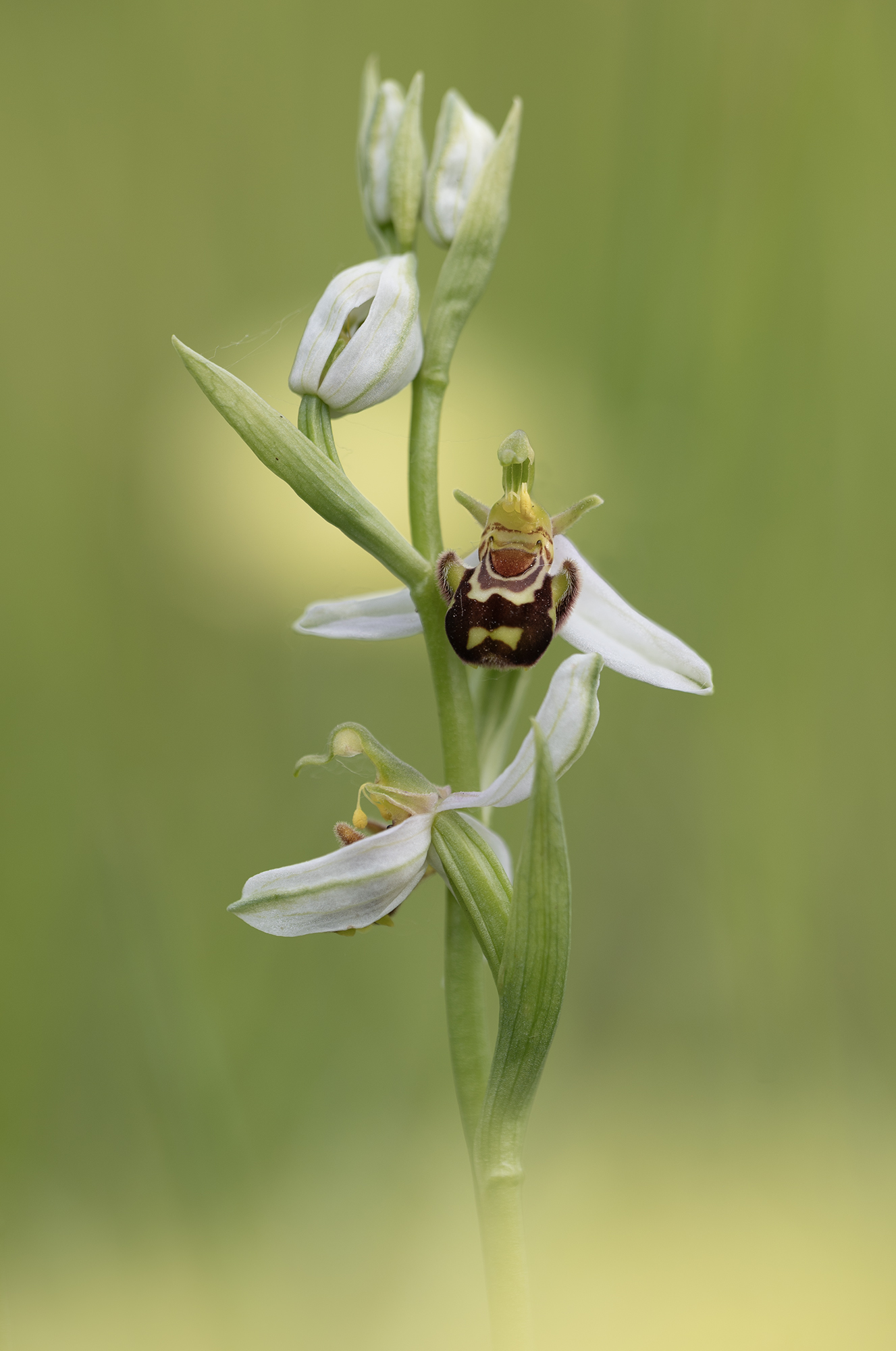 Ophrys apifera
