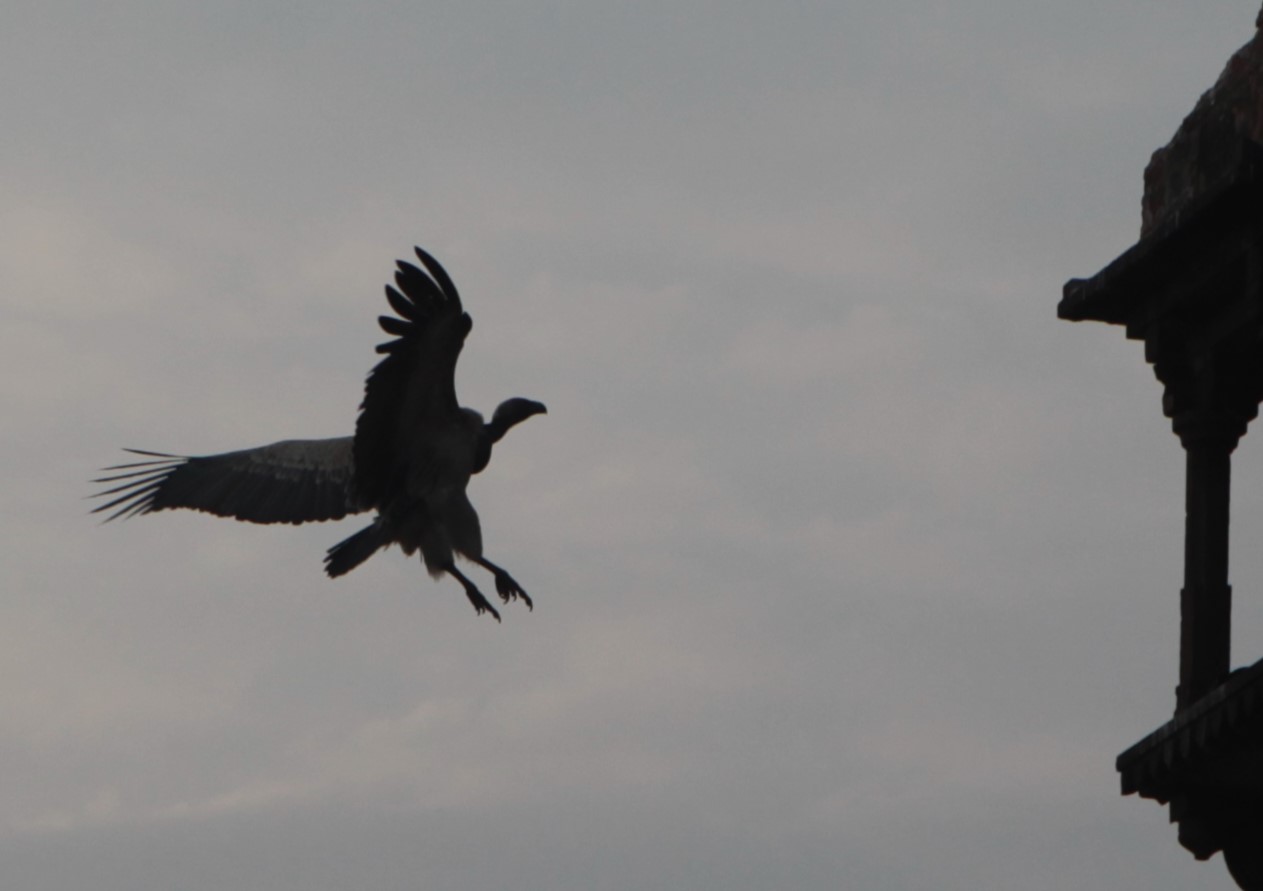 Condor in città