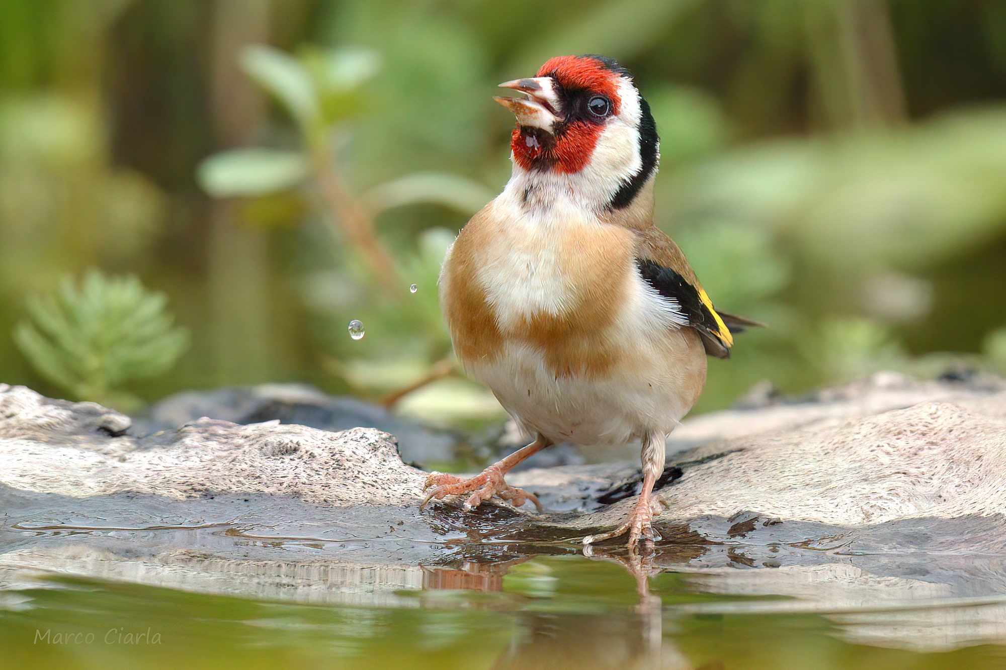 Cardellino (Carduelis carduelis )