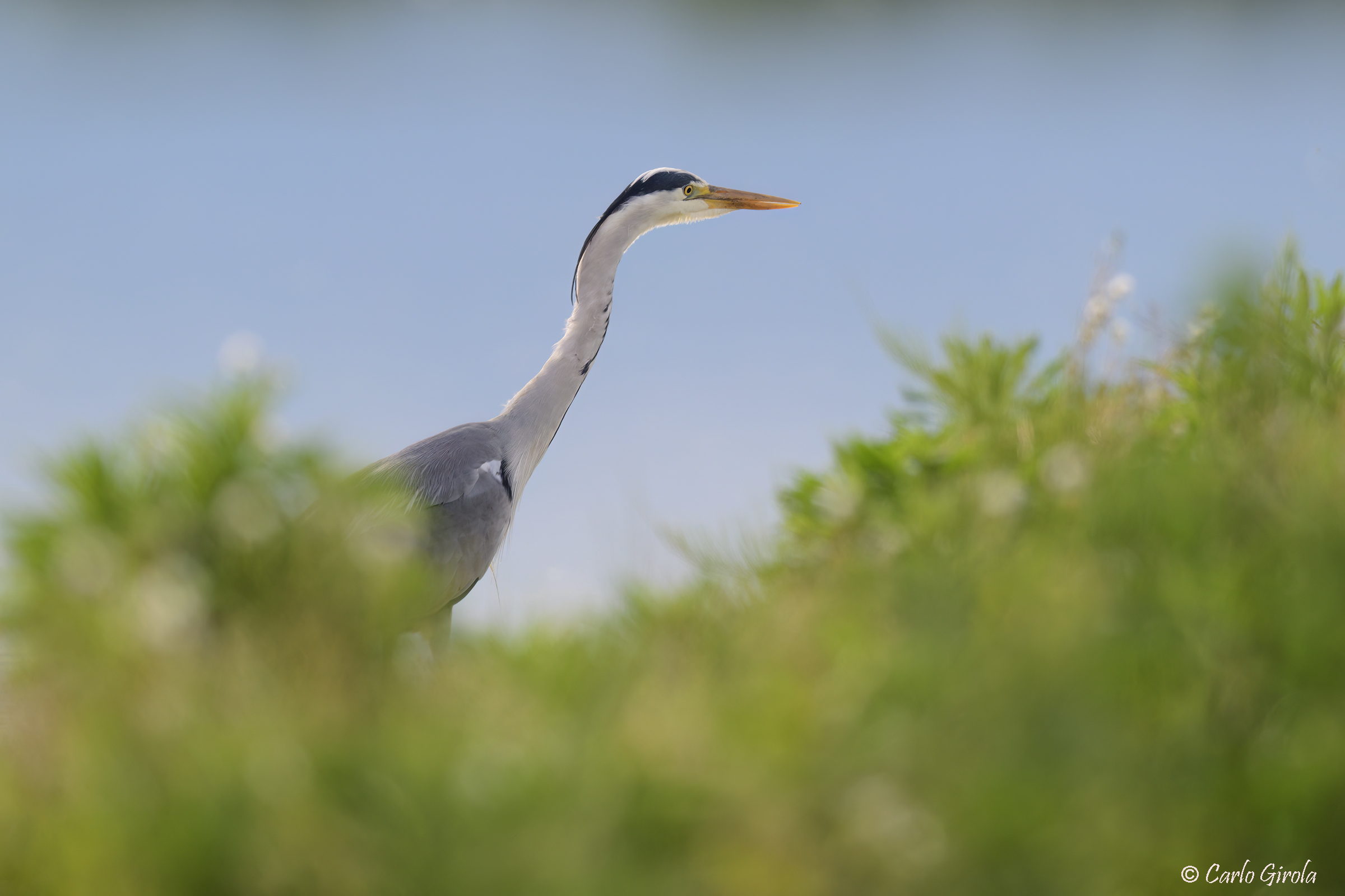 Airone cenerino  (Ardea cinerea)