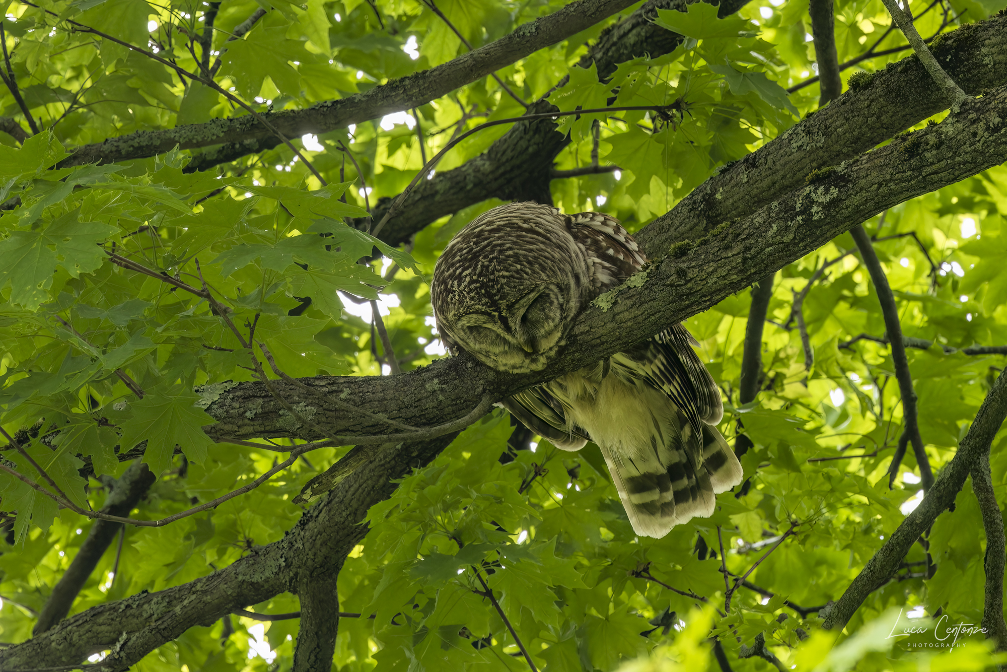 Allocco barrato e addormentato ...