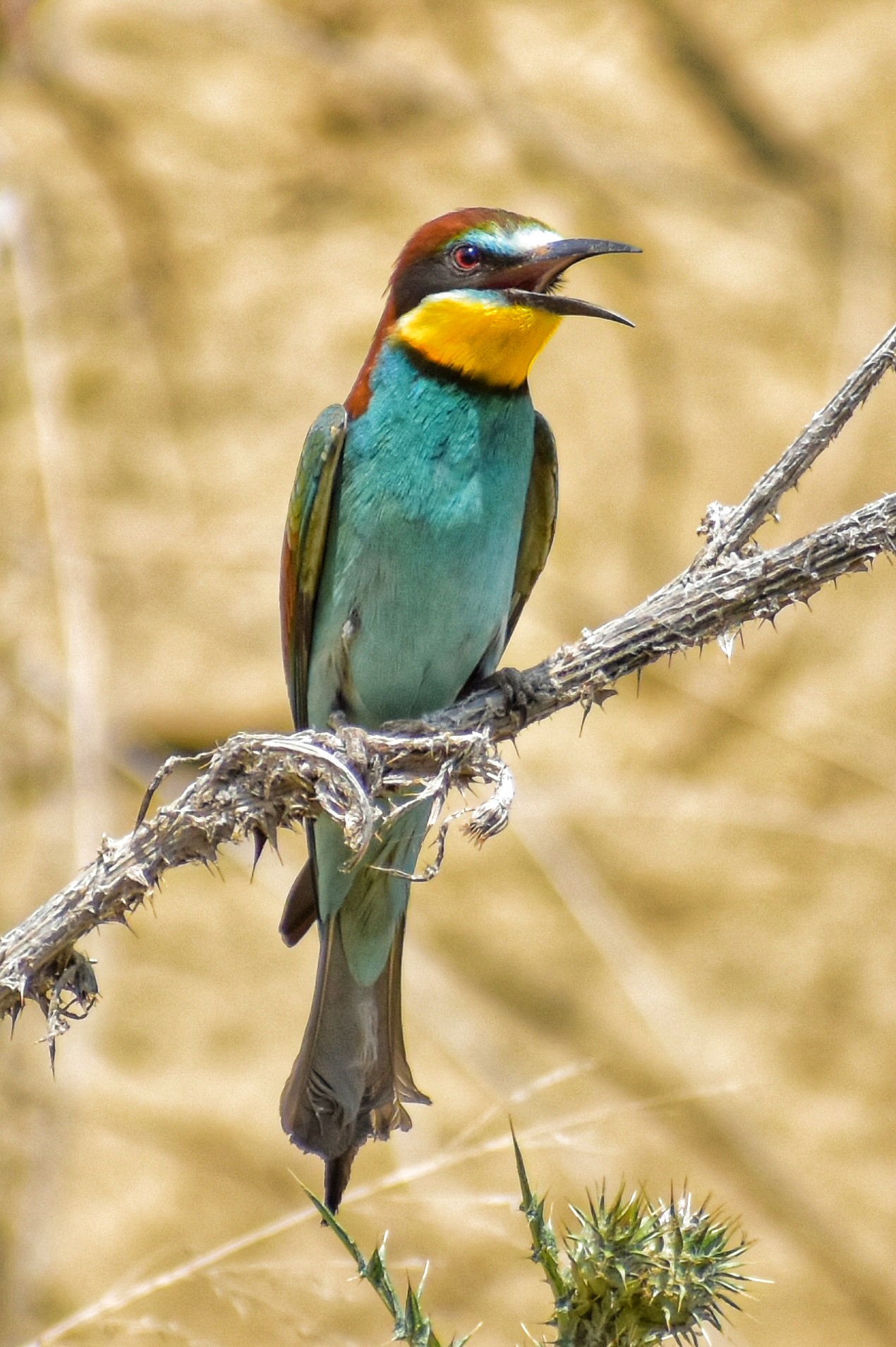 Bee-eater