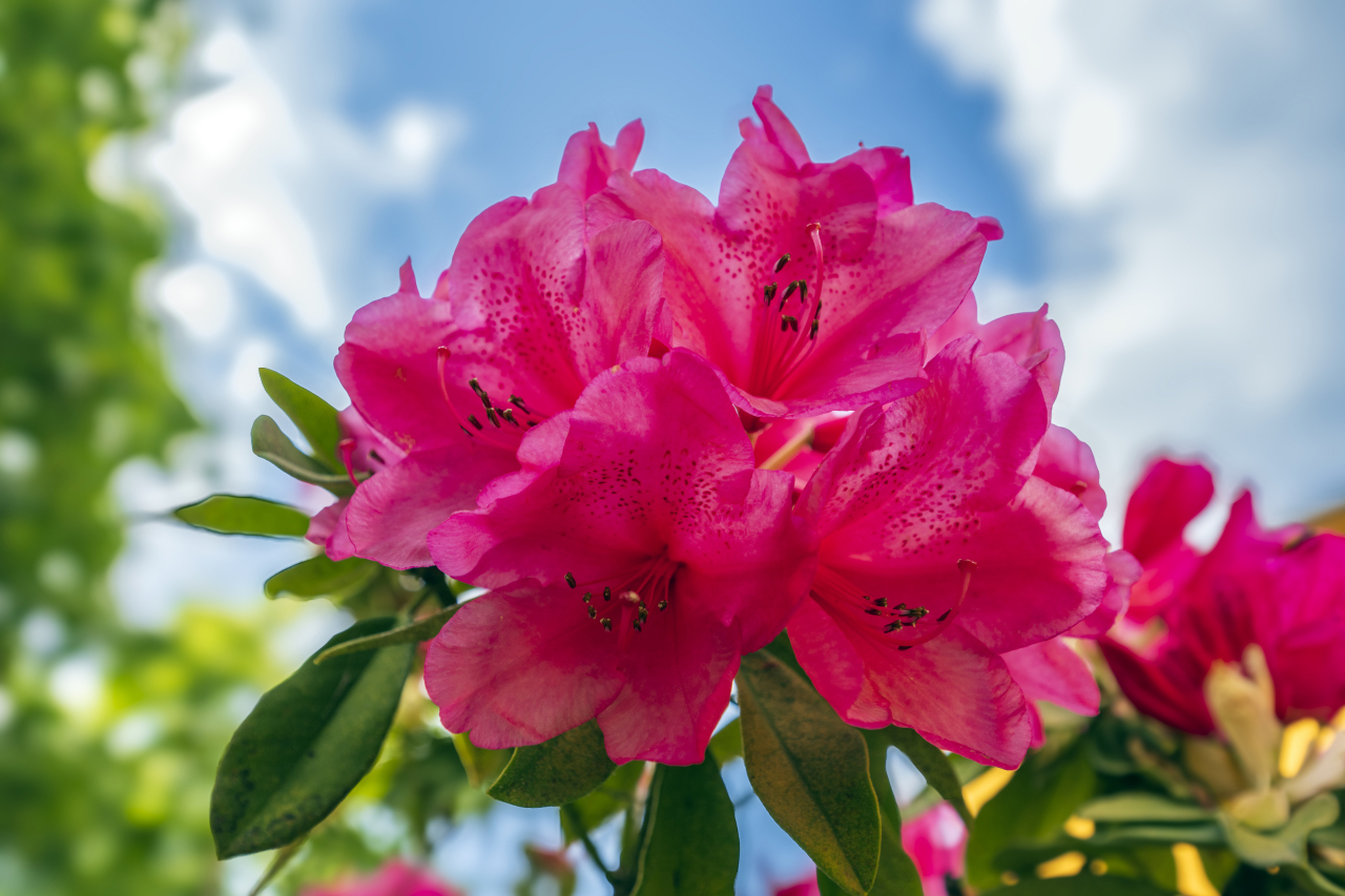 Rhododendron