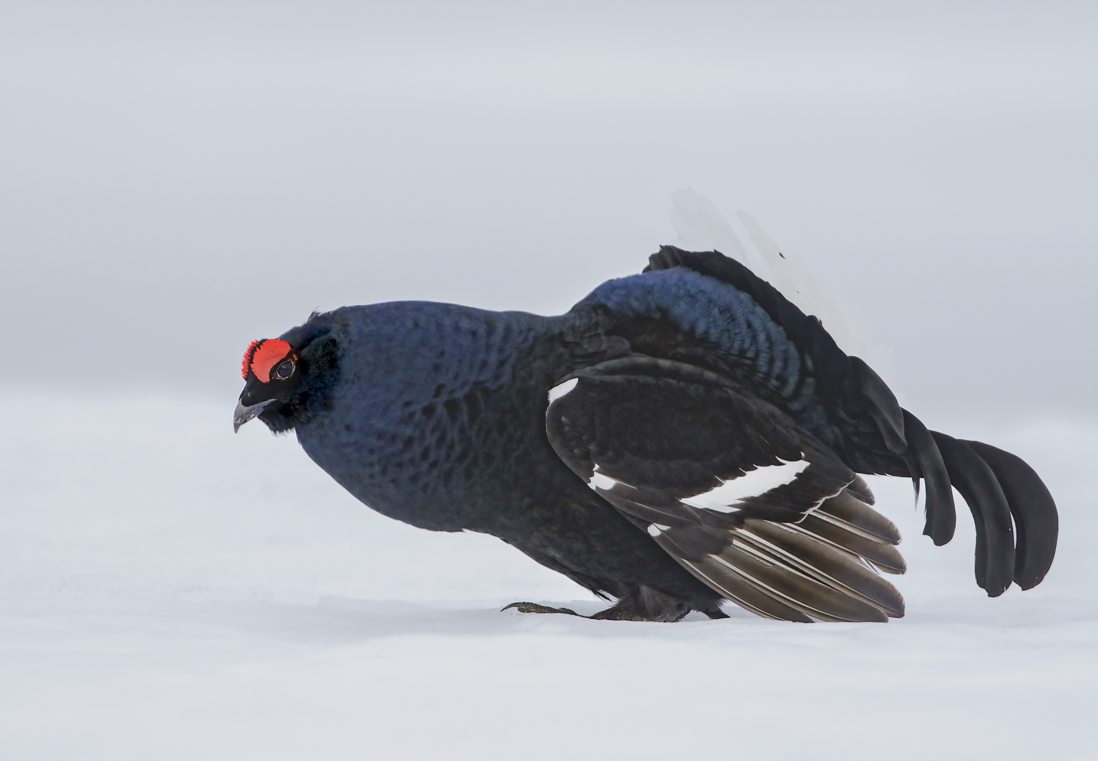 contrasti sulla neve, gallo forcello