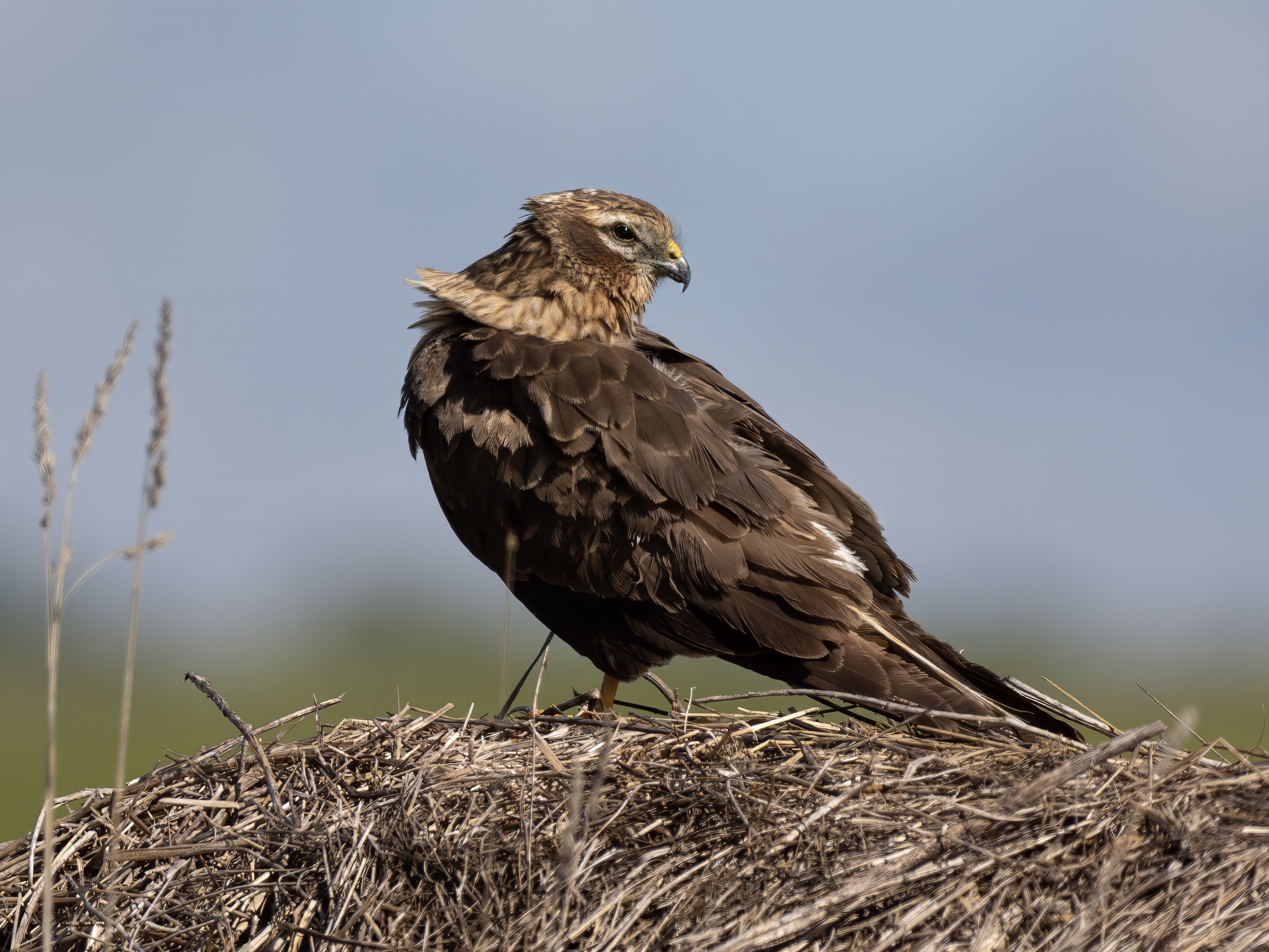 Female hen harrier