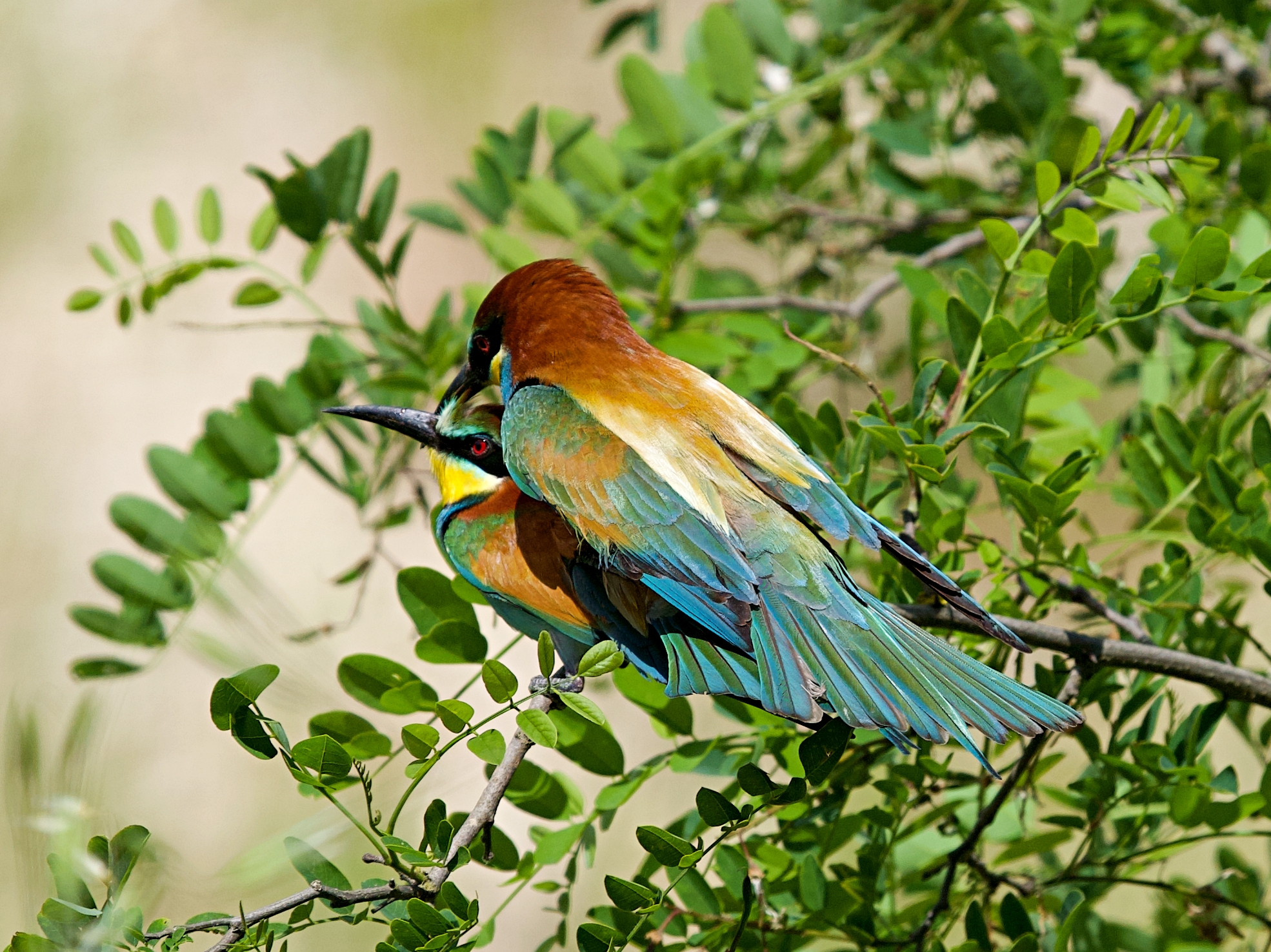 E' tempo di metter su famiglia