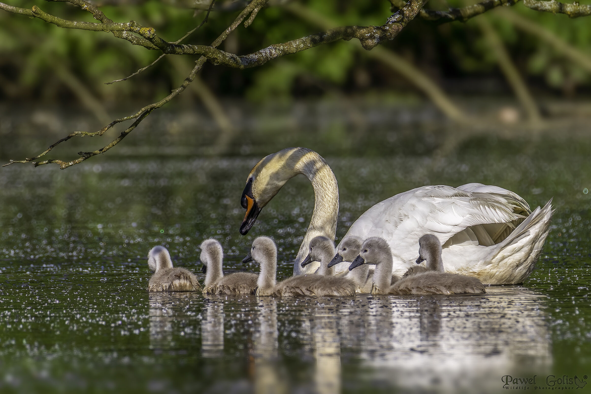 Cigni reali (Cygnus olor)
