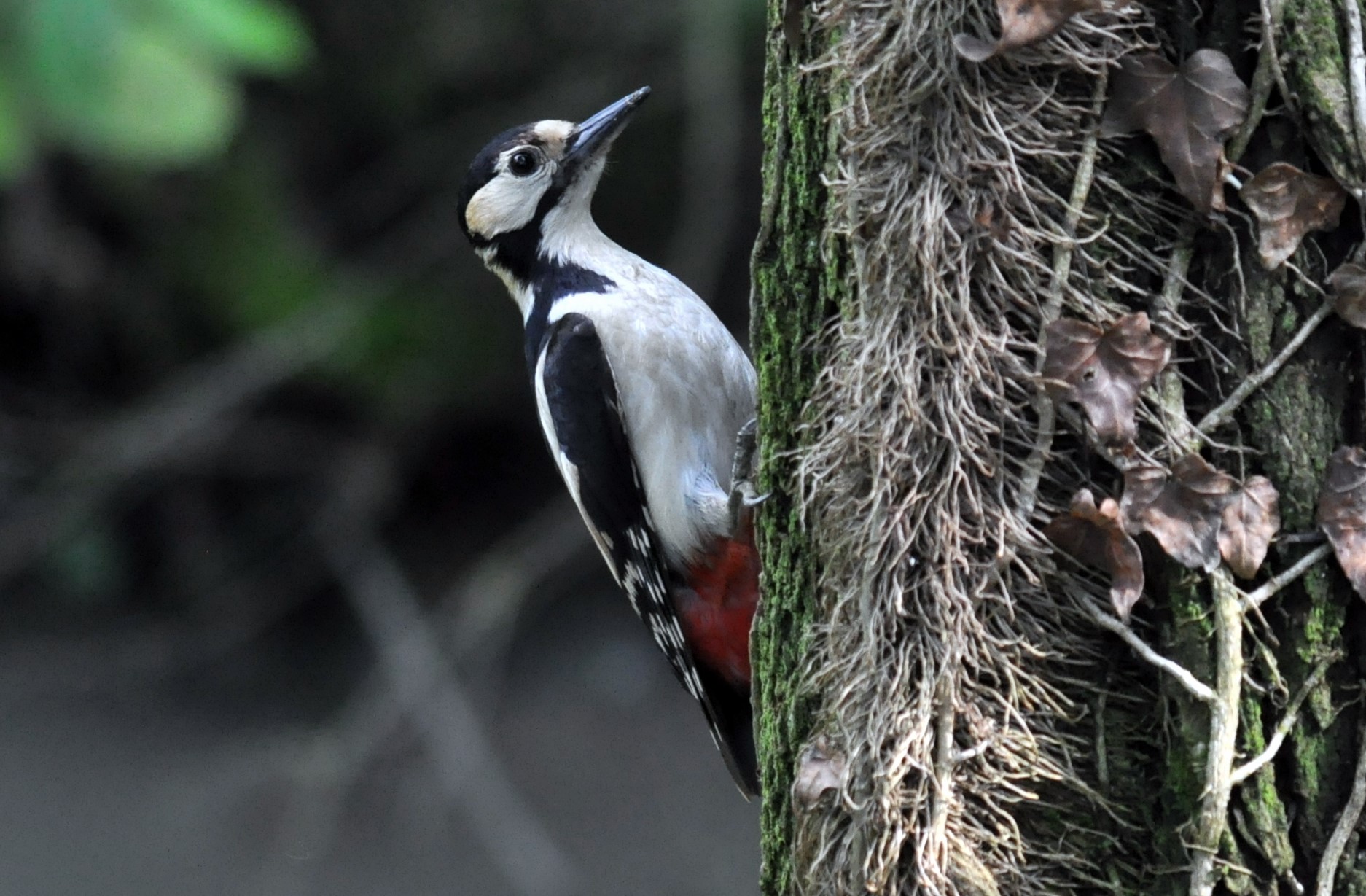 RED WOODPECKER II