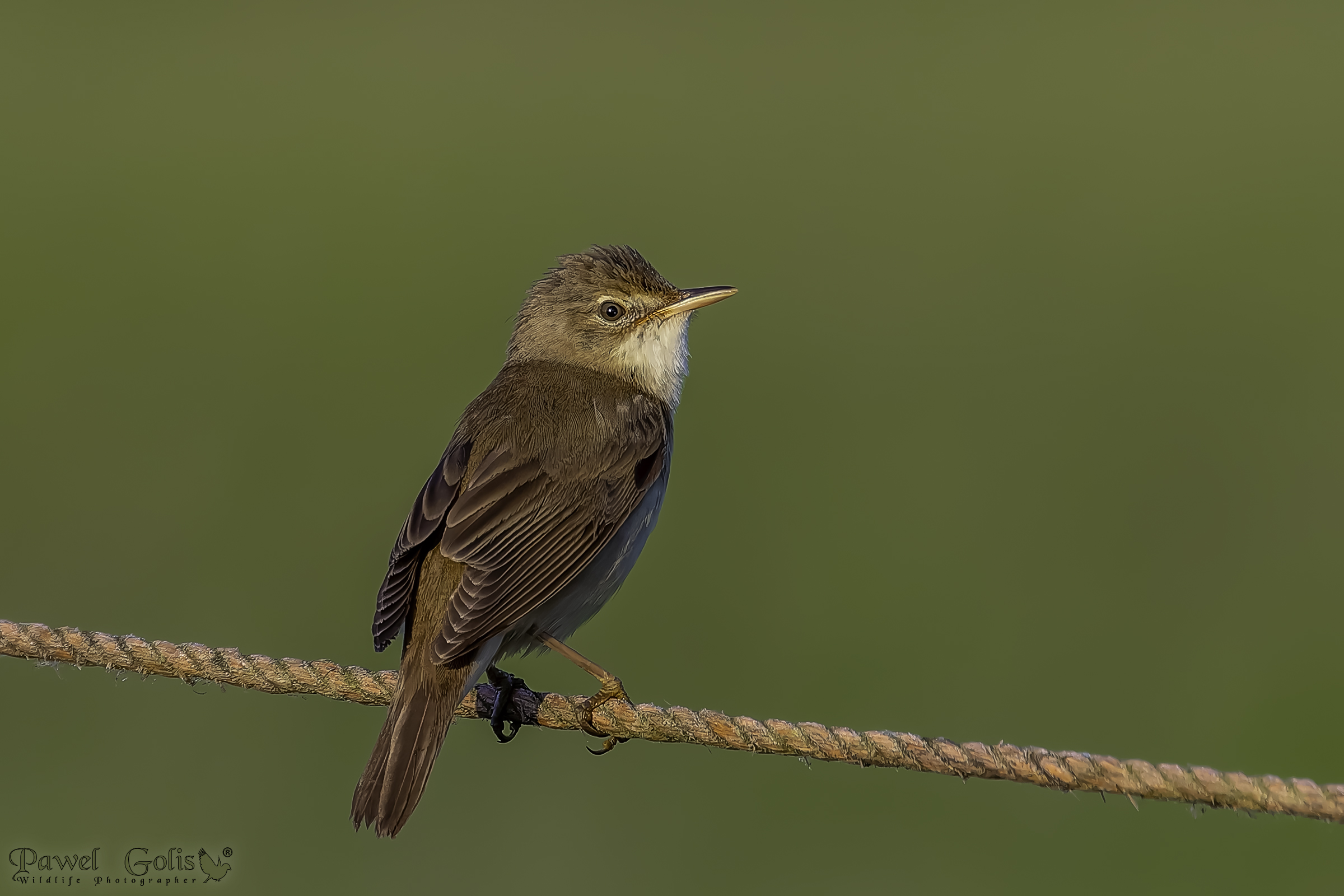 cannaiola (Acrocephalus arundinaceus)