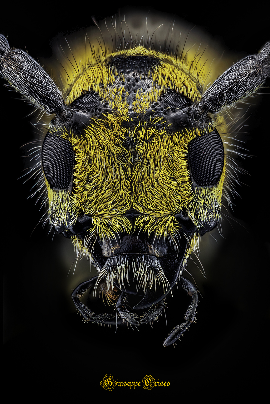 Cerambycidae