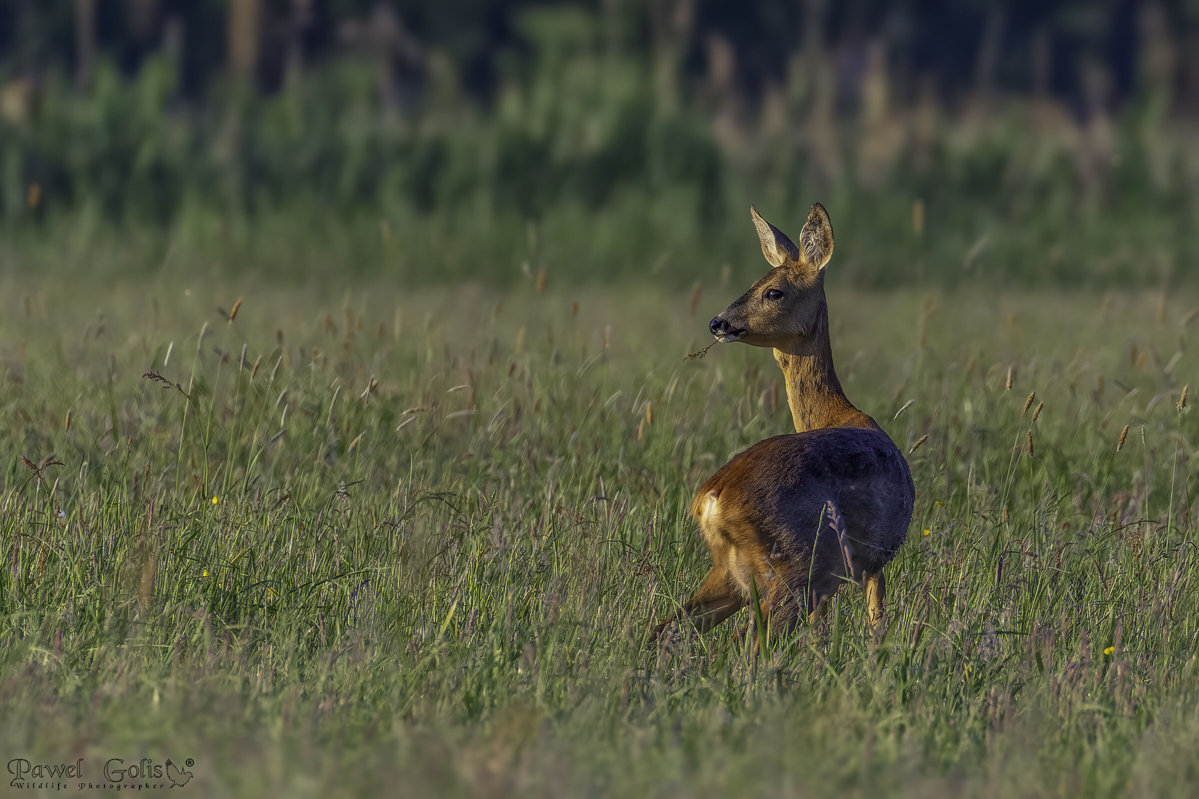 Capriolo (Capreolus capreolus)