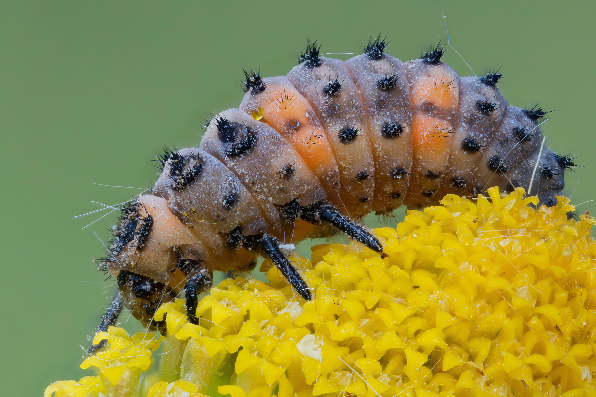 Larva of Coccinella septempunctata