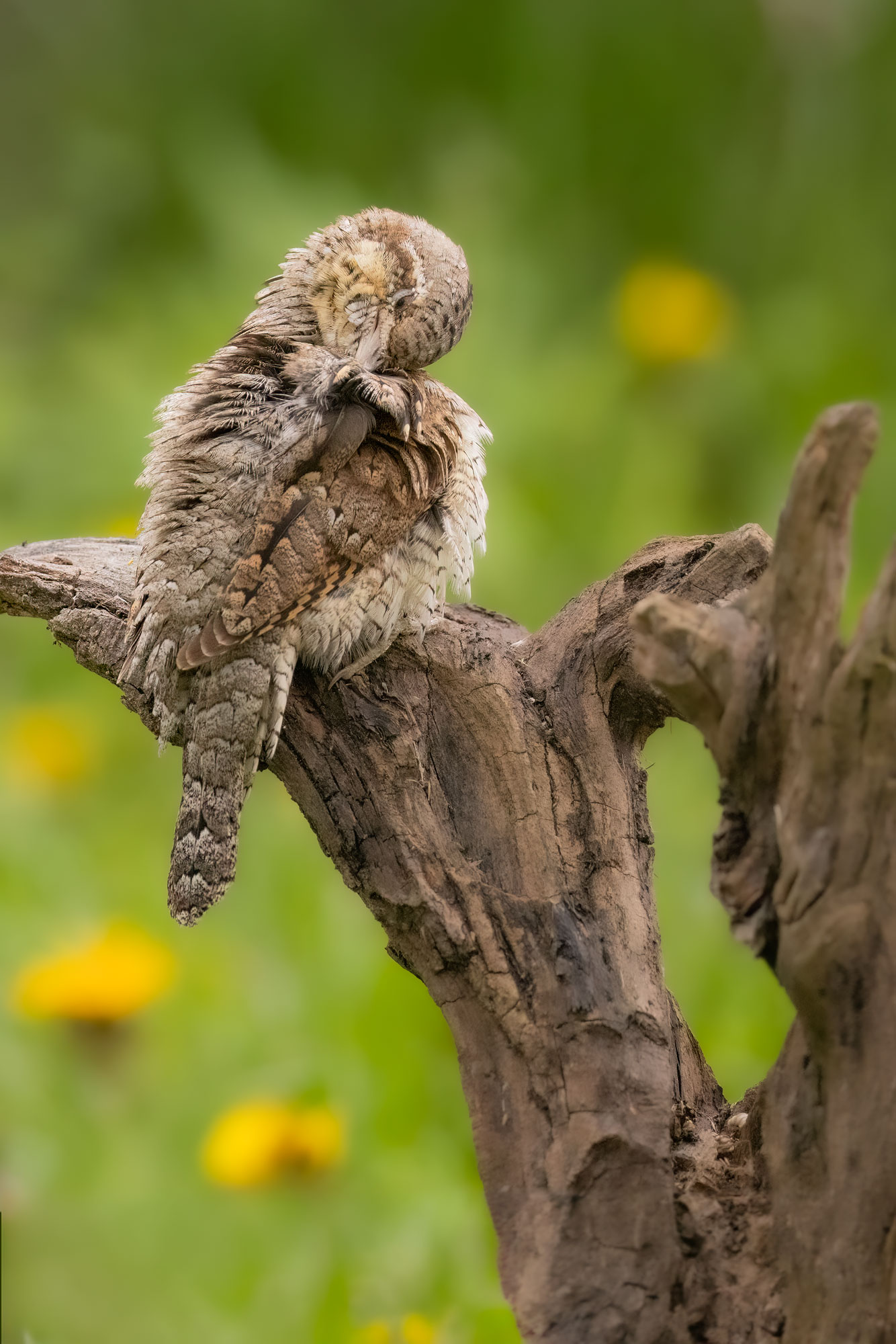 Torcicollo