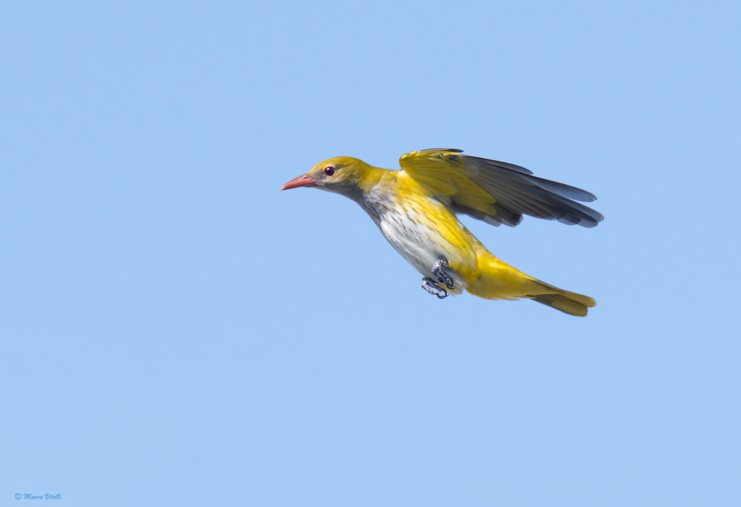 Oriole (Oriolus oriolus)