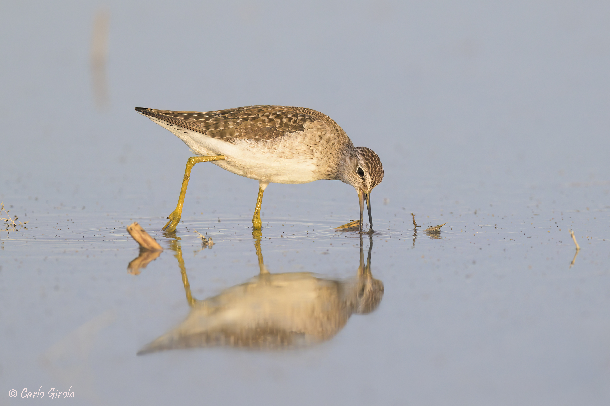 Piro piro boschereccio (Tringa glareola)