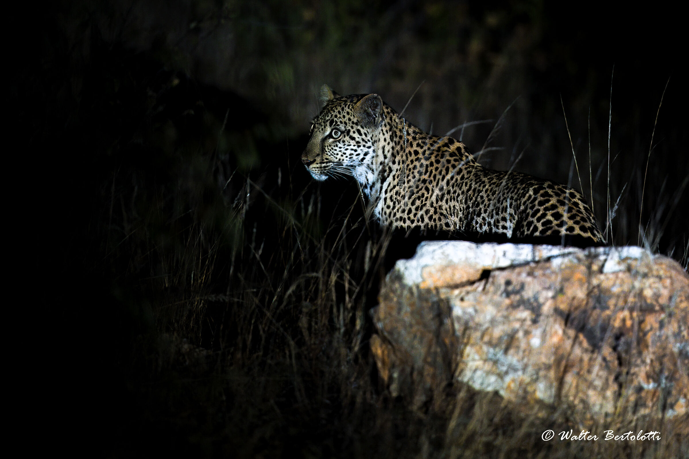 il principe della notte