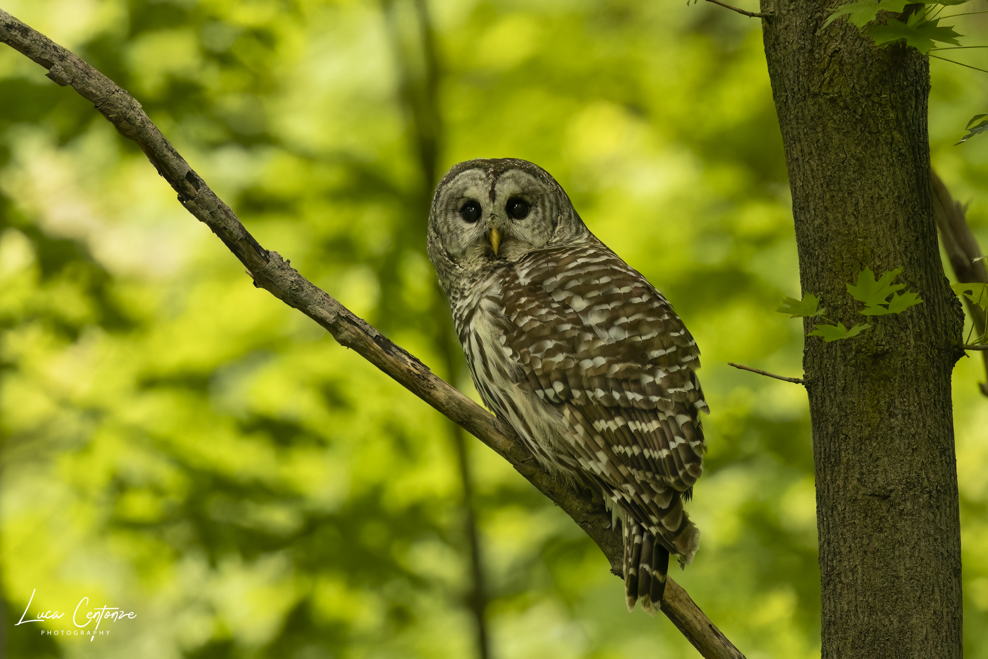 Allocco Barrato (Strix Varia) Barred Owl