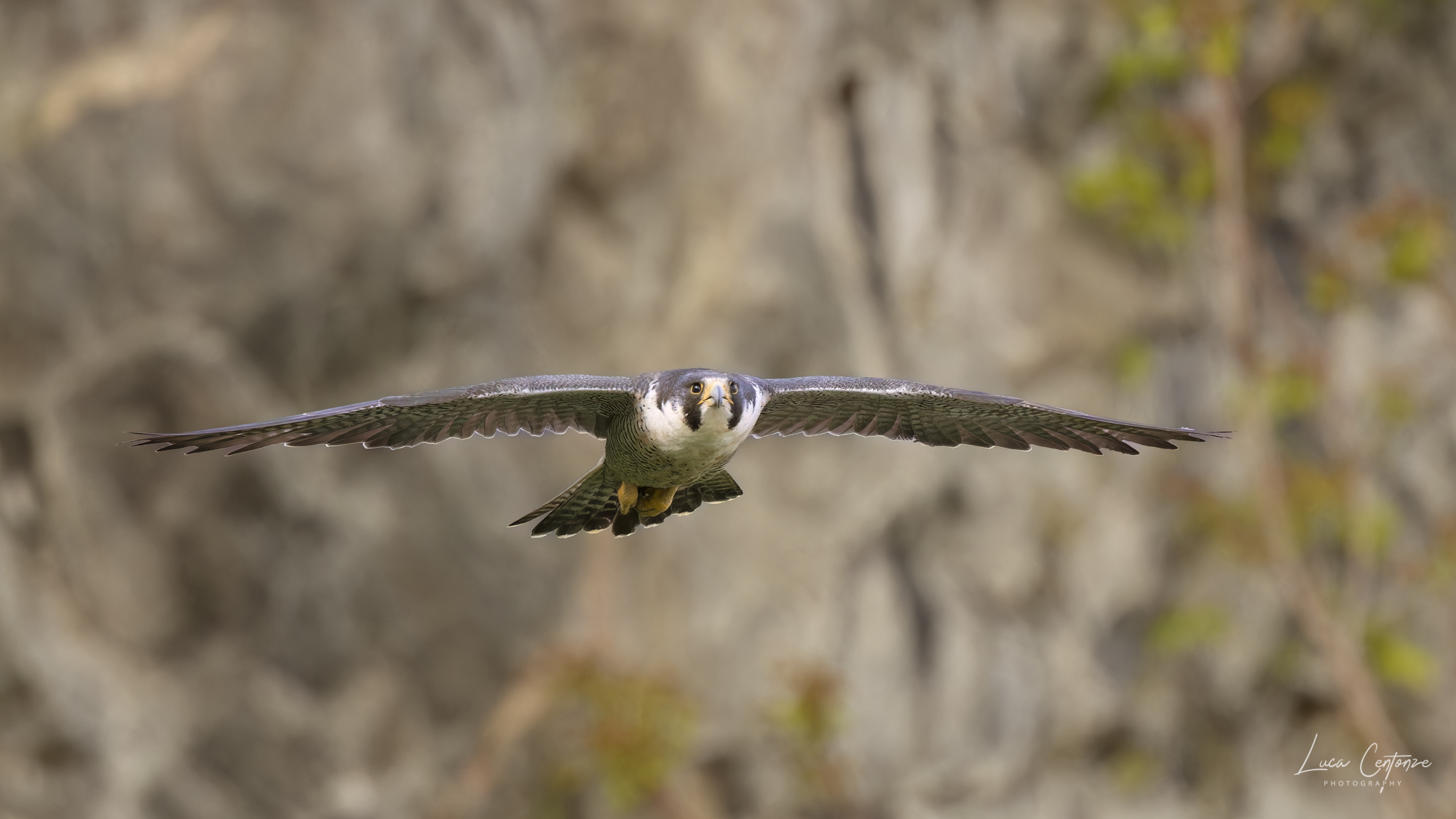 Peregrine Falcon (Falco peregrinus)