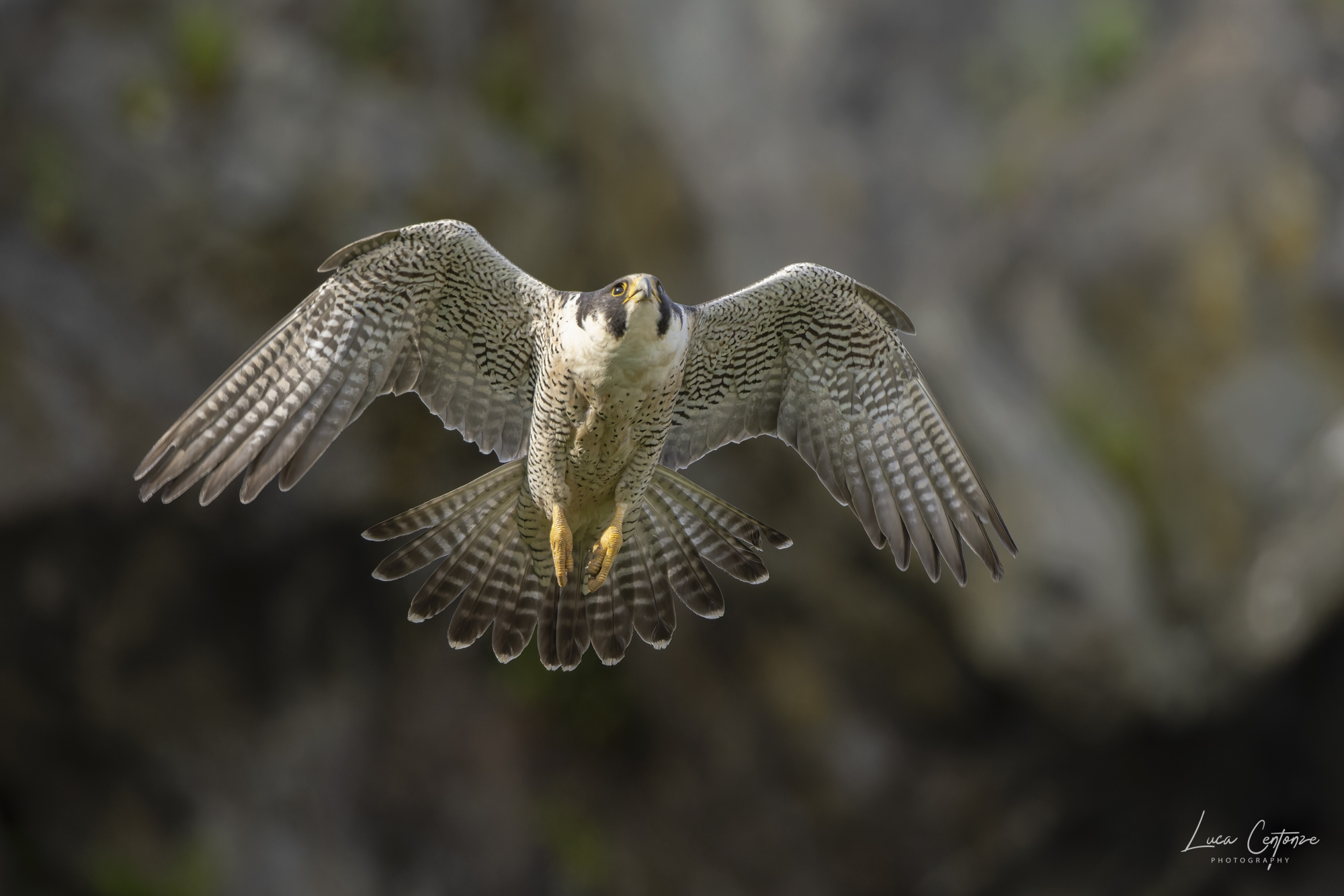 Falco Pellegrino (Falco peregrinus)