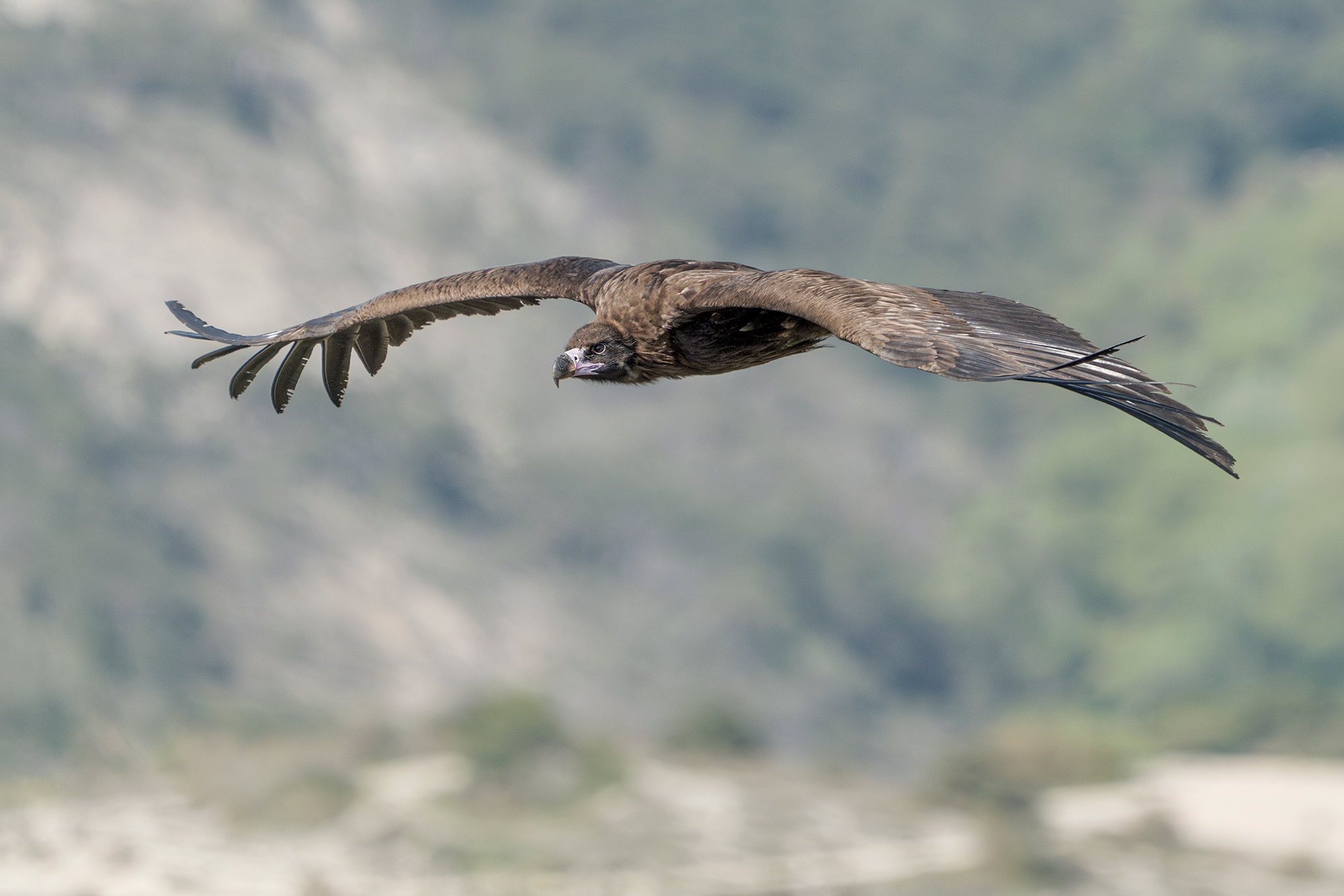 Monk Vulture