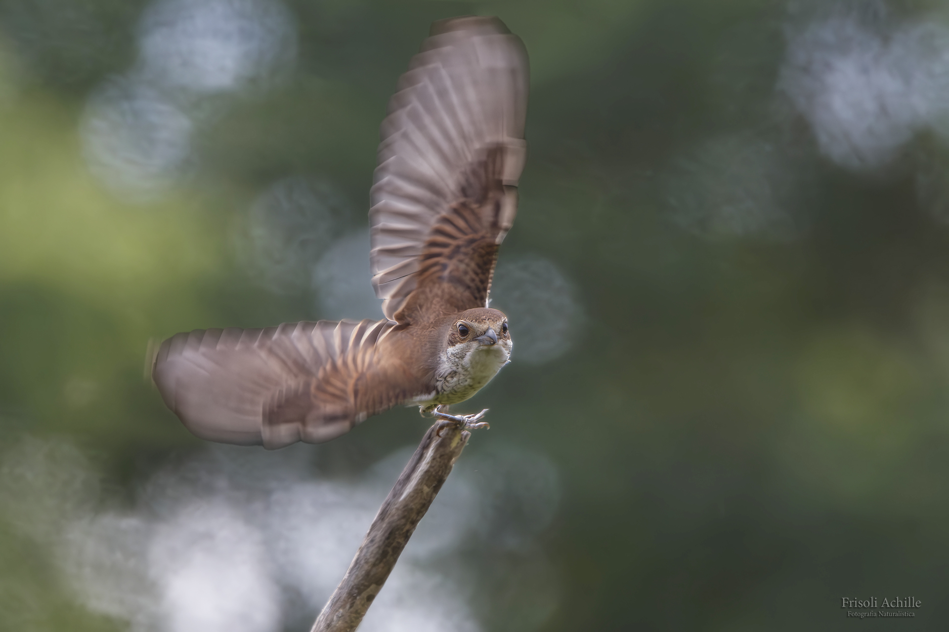 Red-backed shrike