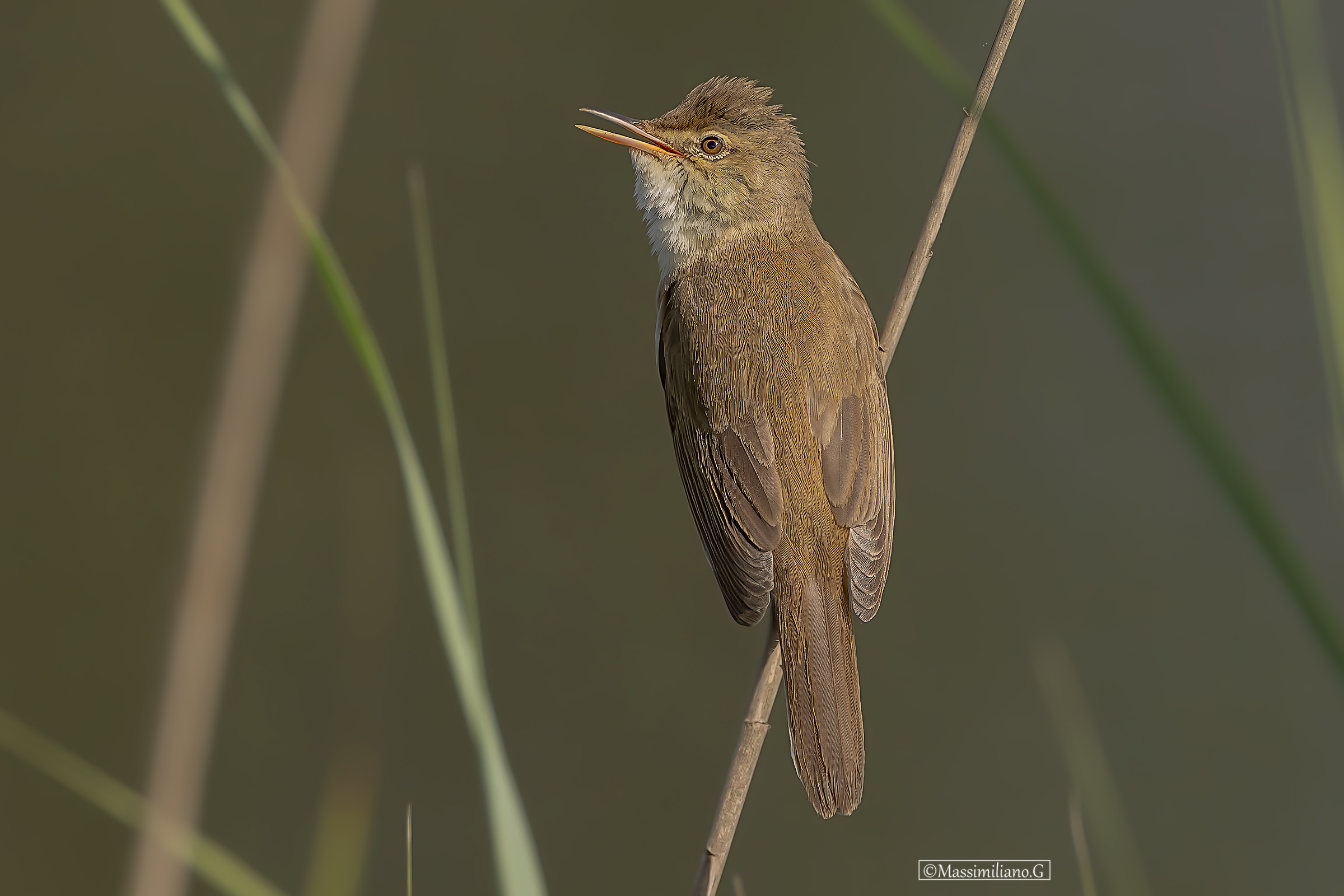 Reed Warbler