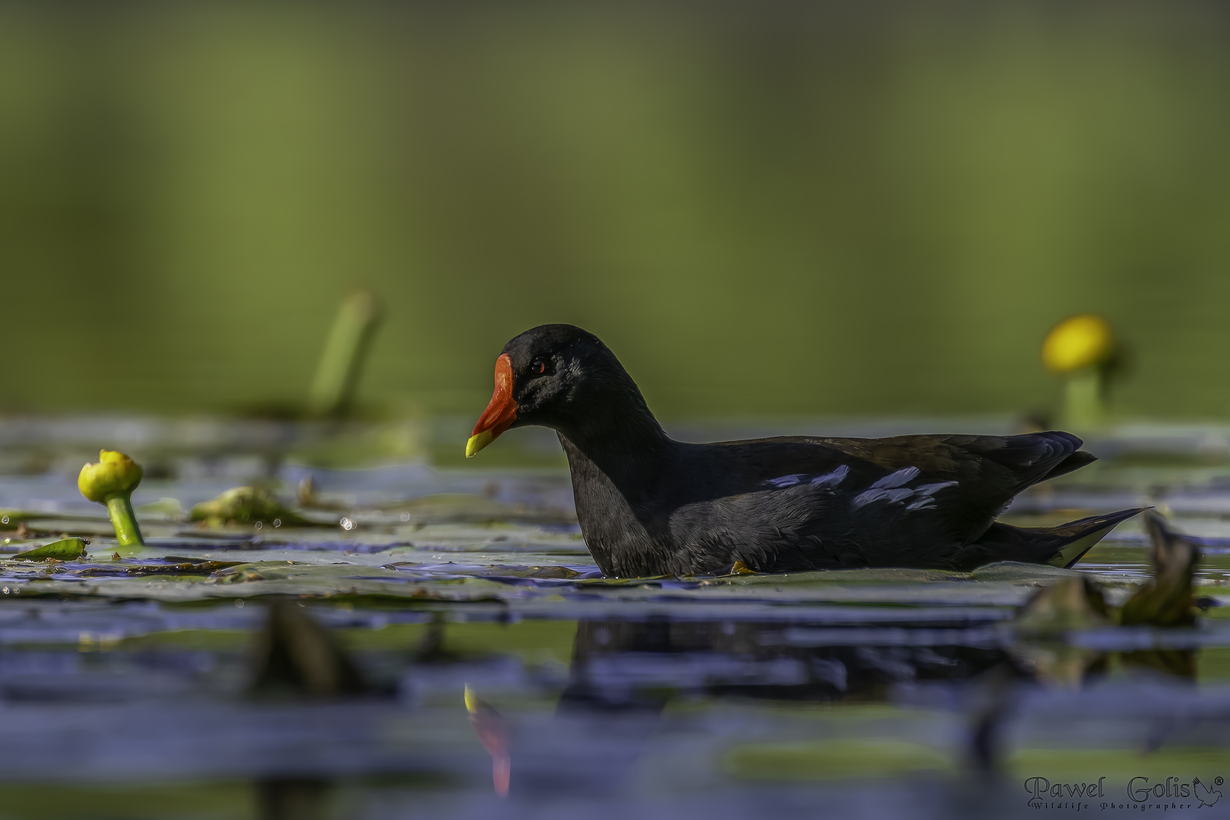 Gallinella d'acqua (Gallinula chloropus)