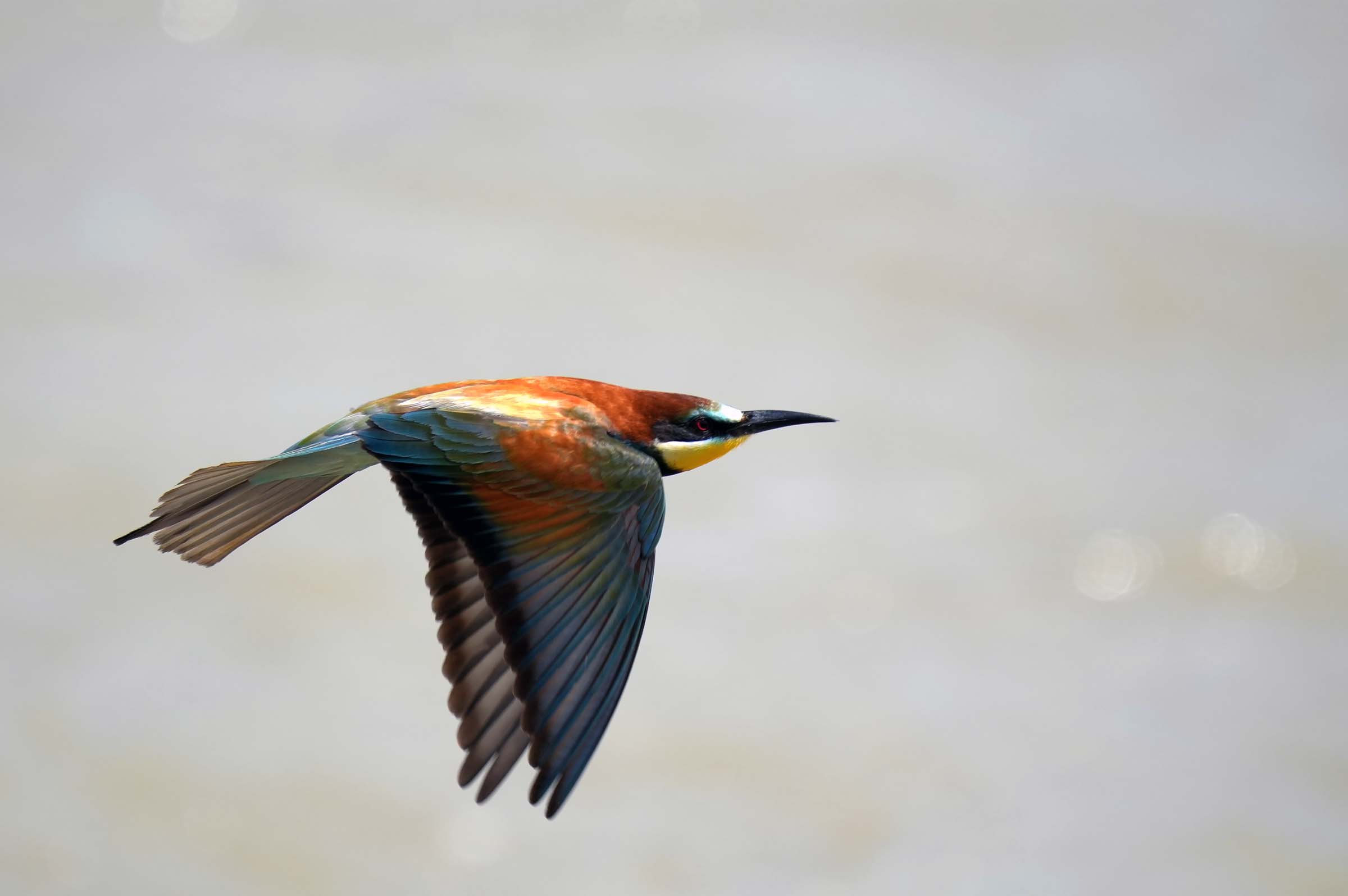 il volo del gruccione