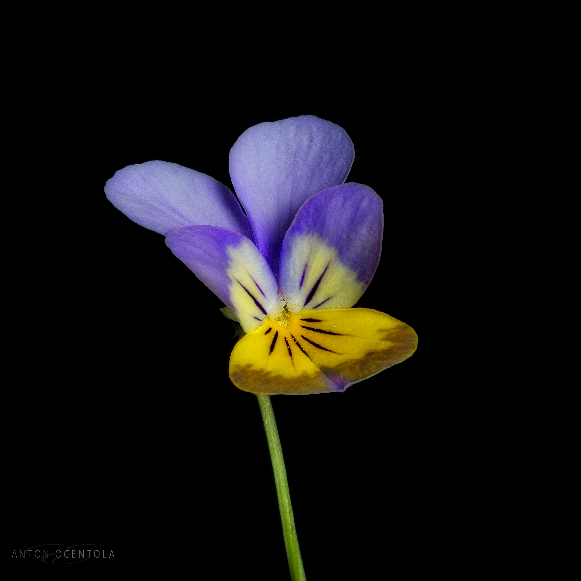 Viola del Pensiero...meglio conosciuta come Panse'