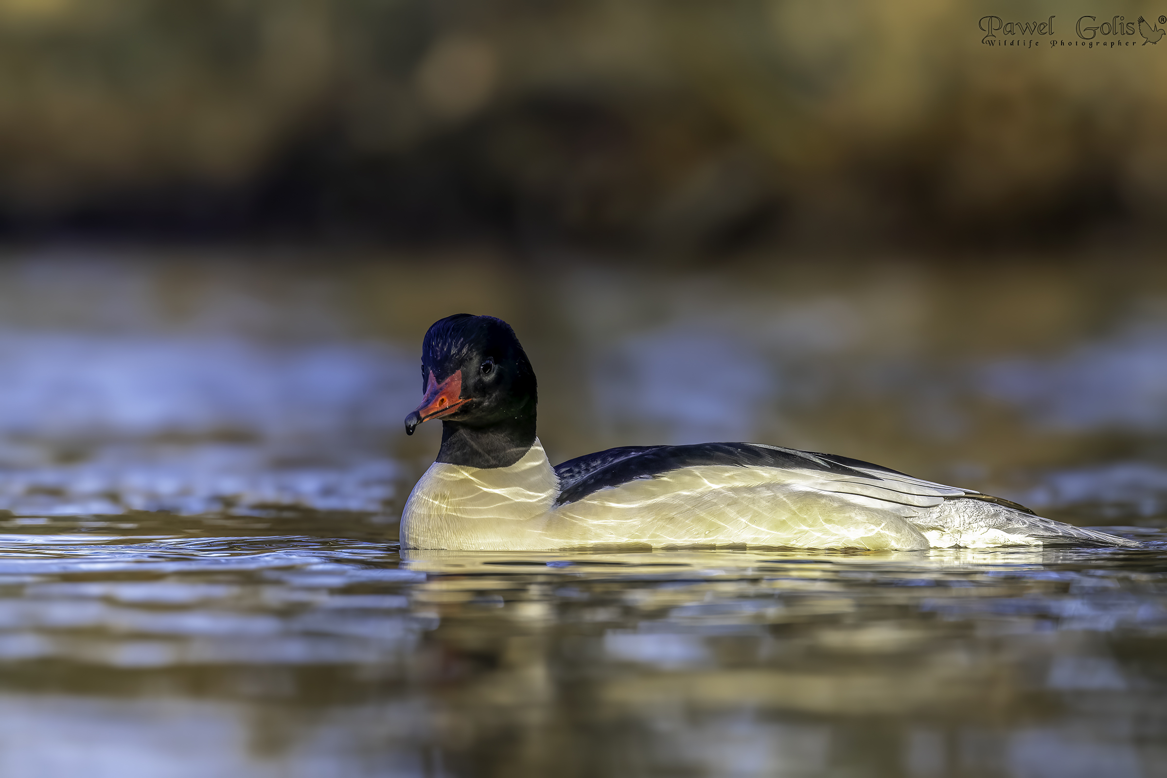 Smergo maggiore (Smergo maggiore)