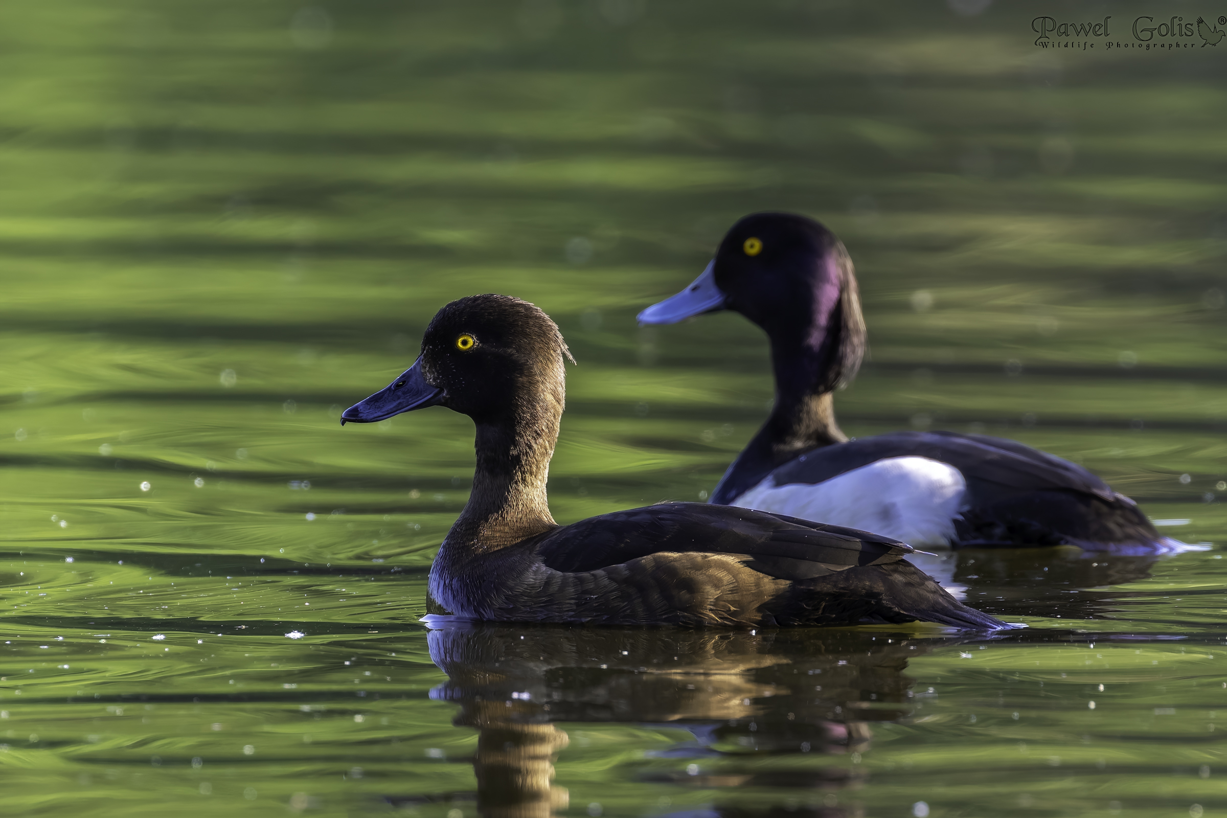 Anatra dal ciuffo (Aythya fuligula)