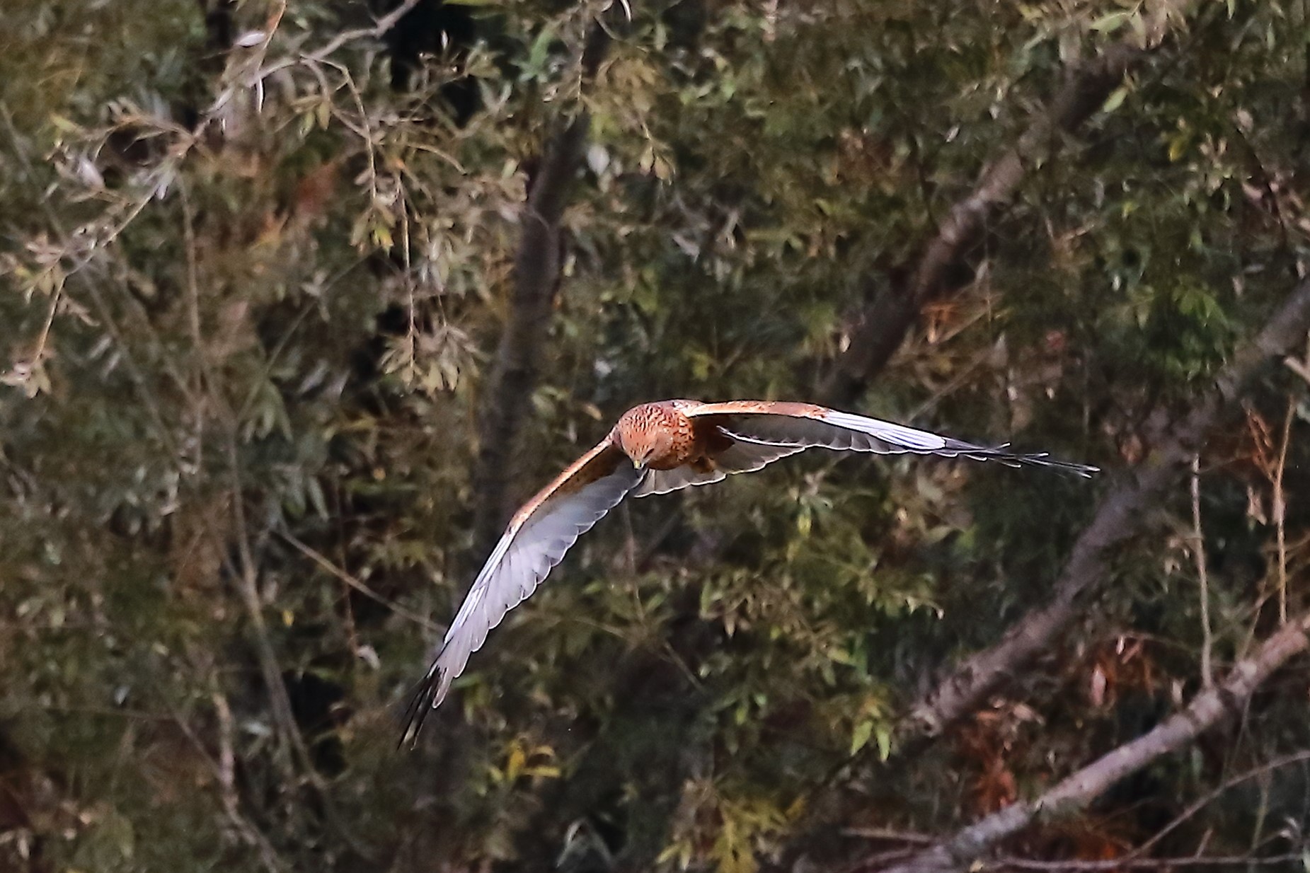 Marsh Harrier October 12, 2022