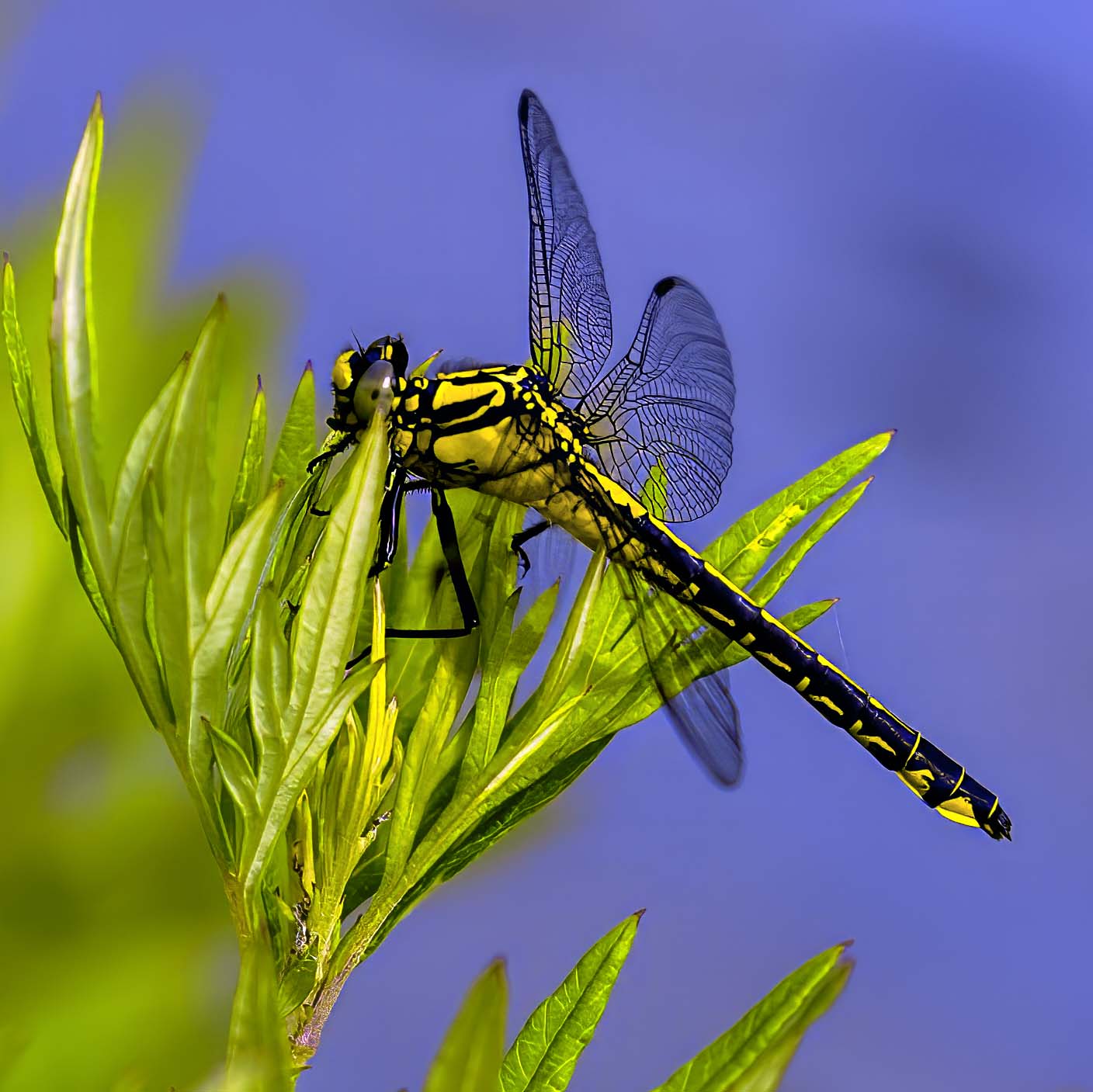 Odonata