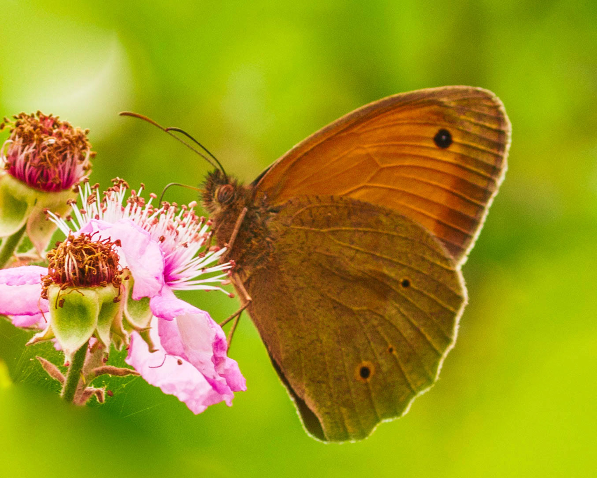Colias hyale su fiore di rovo