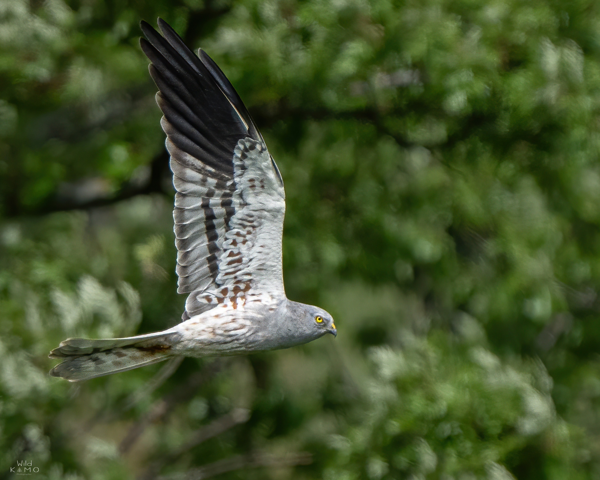 Albanella Minore Maschio