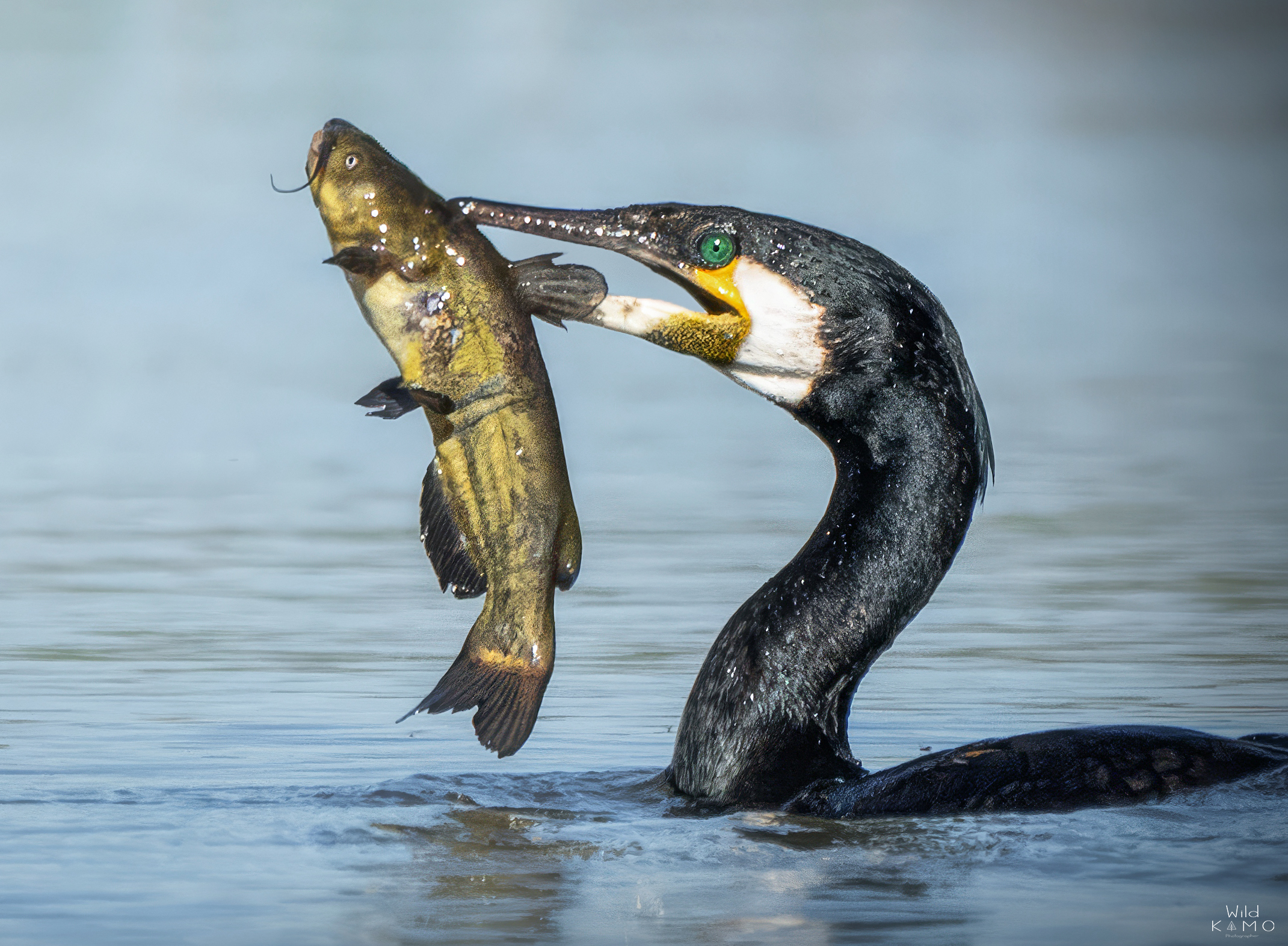 Cormorano Spuntino Pomeridiano