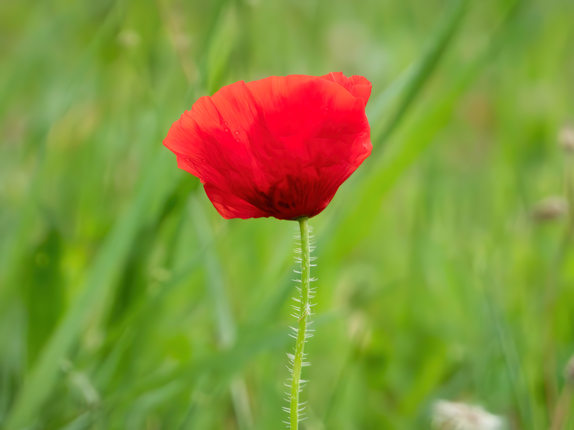 Lonely poppy